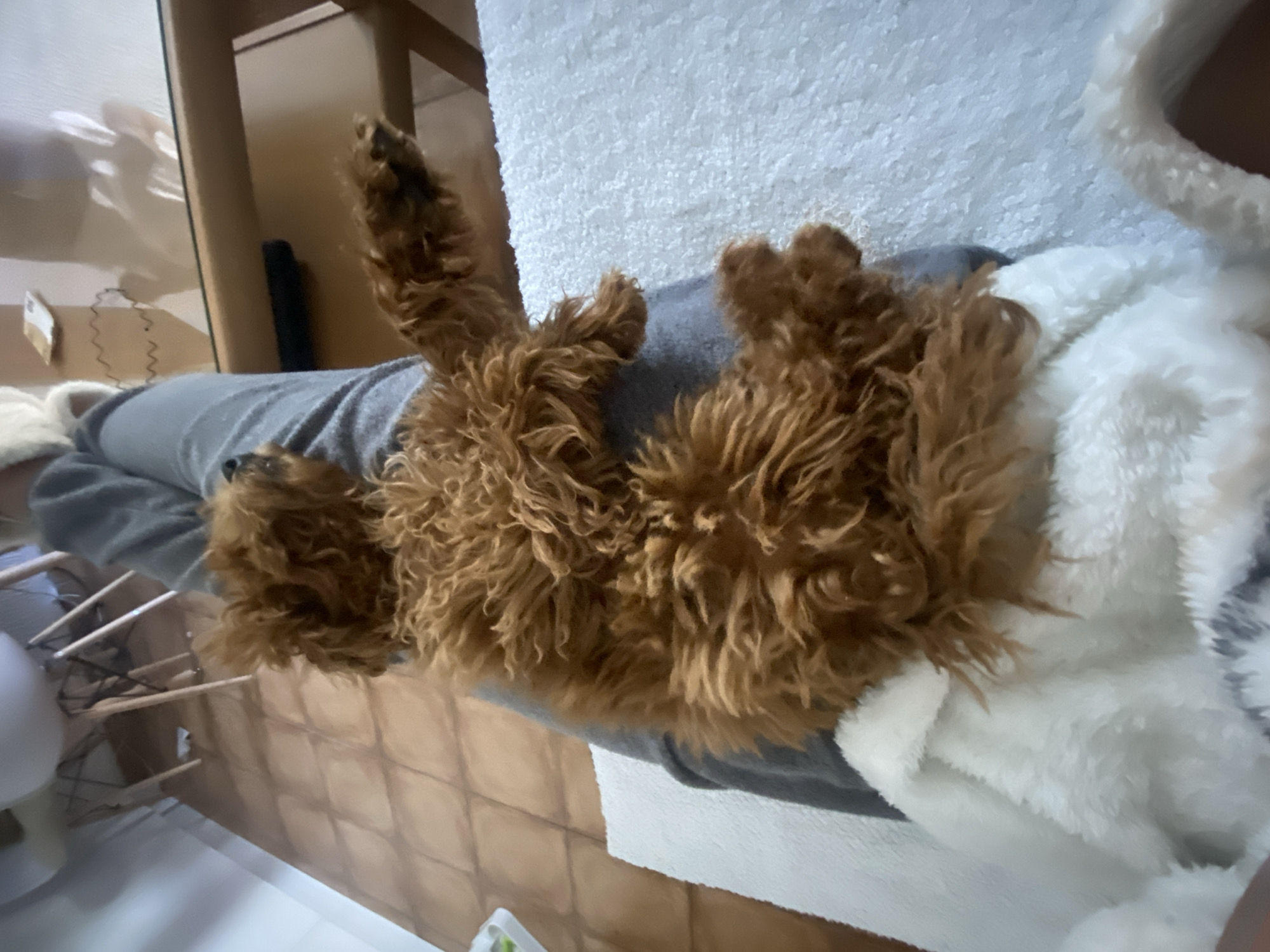 Pet owner documents cozy day with new poodle puppy