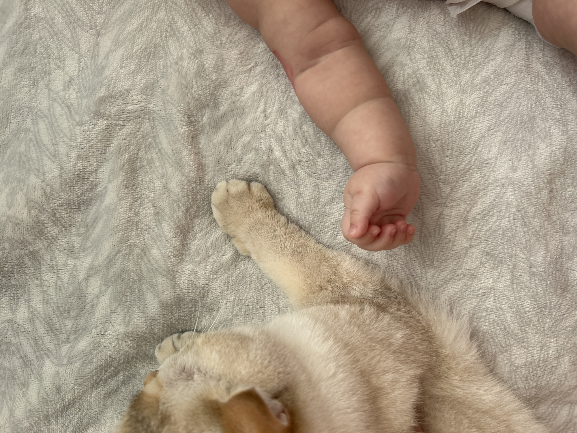 Baby and cat photographed together on blanket in Ufa