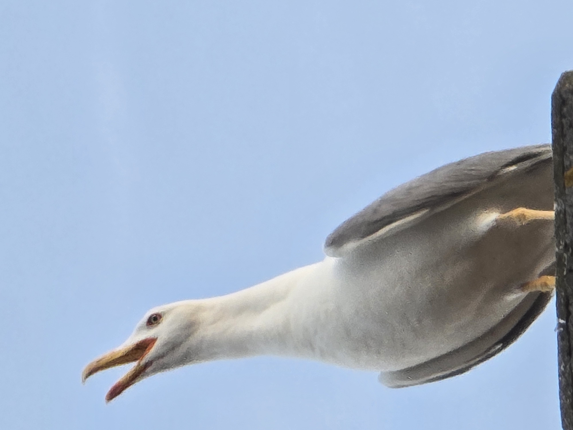 Evening wildlife and twilight scenes documented across Salerno, Italy