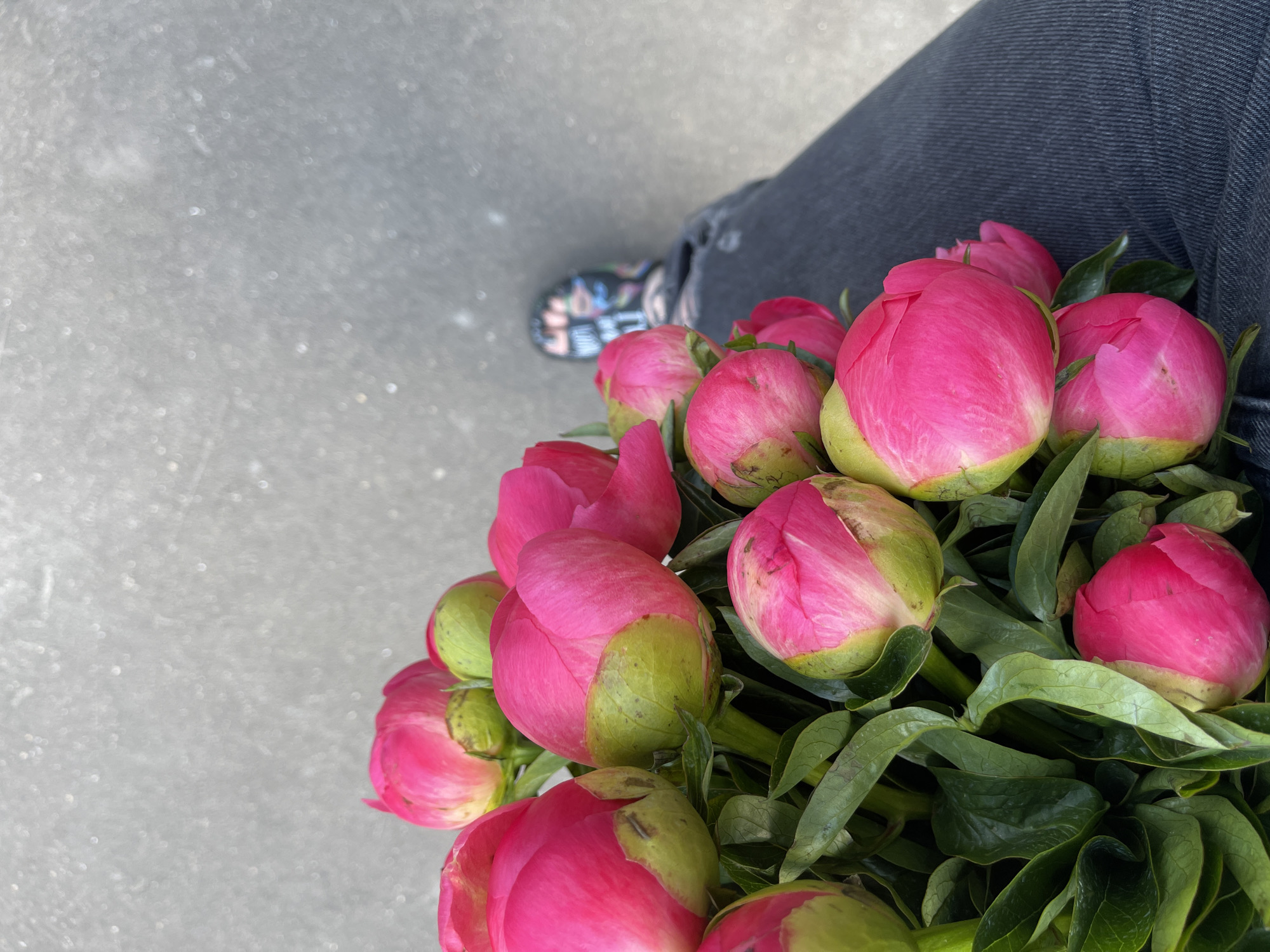 Person photographs pink peony bouquet in Kommunarka, Russia