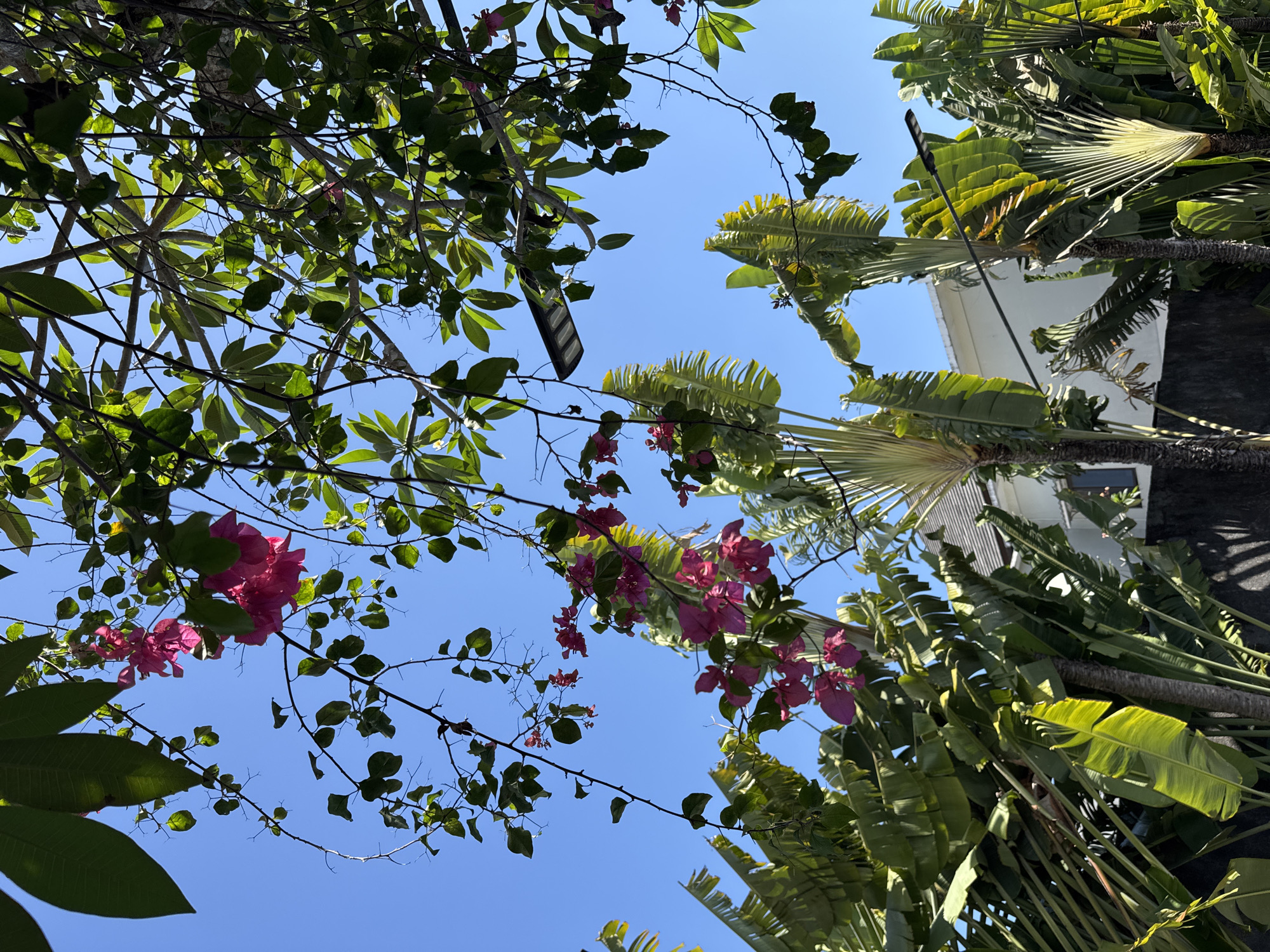 Lazy tropical pool morning with blooming flowers in Bali