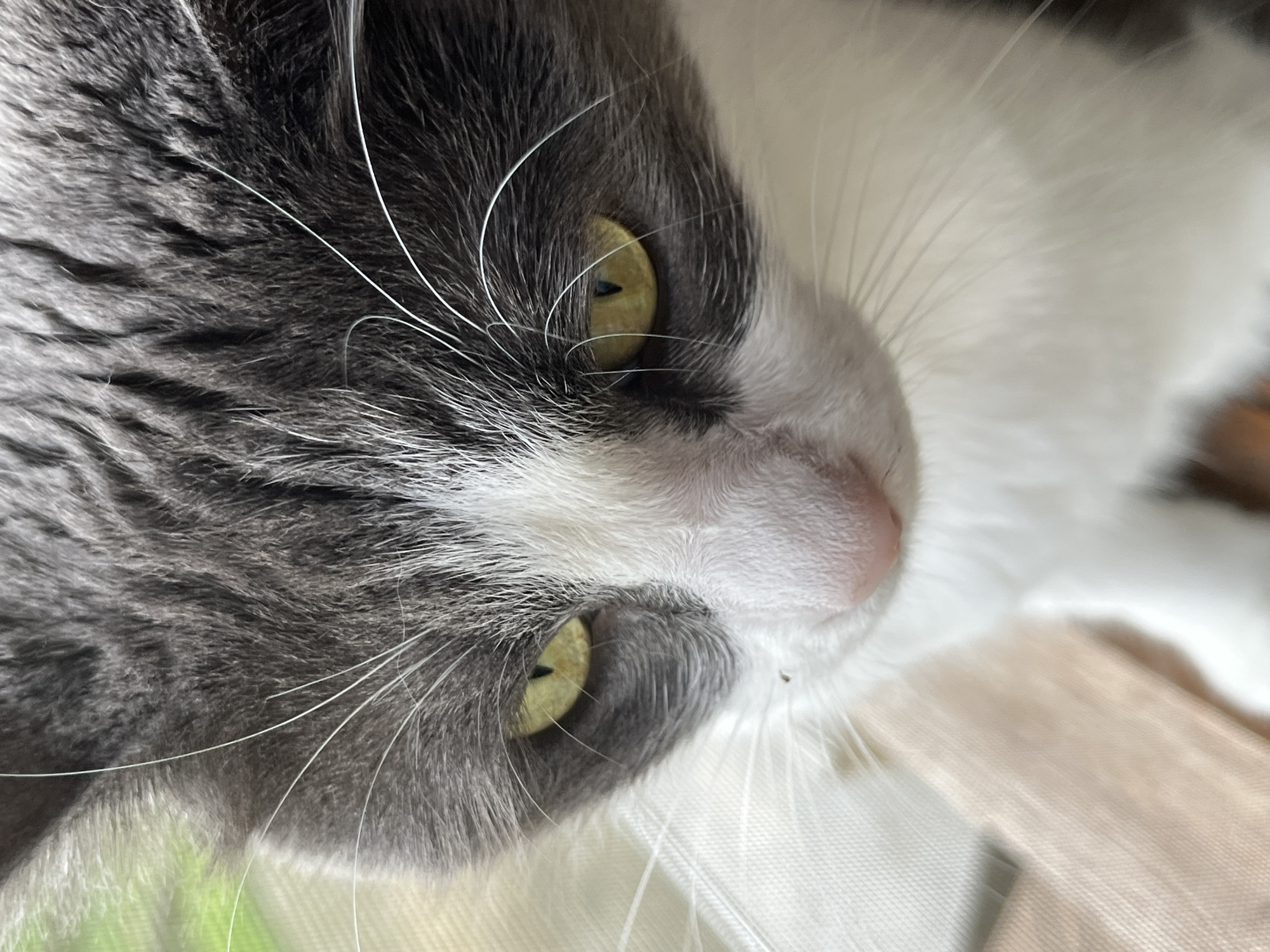 Gray cat with green collar lounges by a window in Ureki