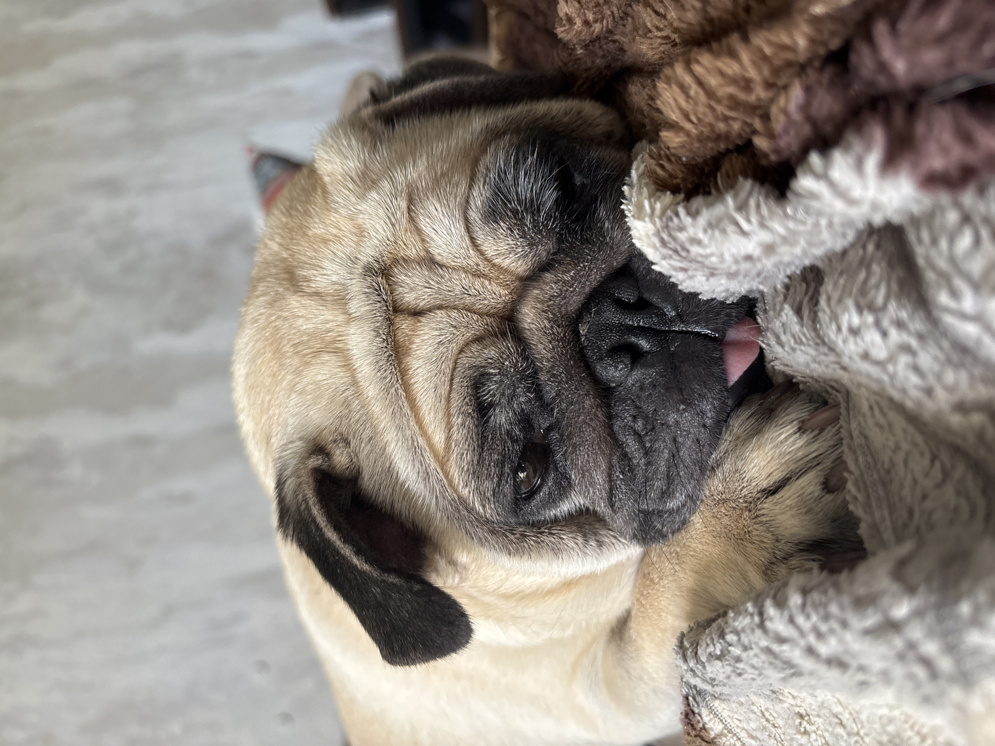 Domestic life documented in Sochi: pug, dolls, cooking, household moments
