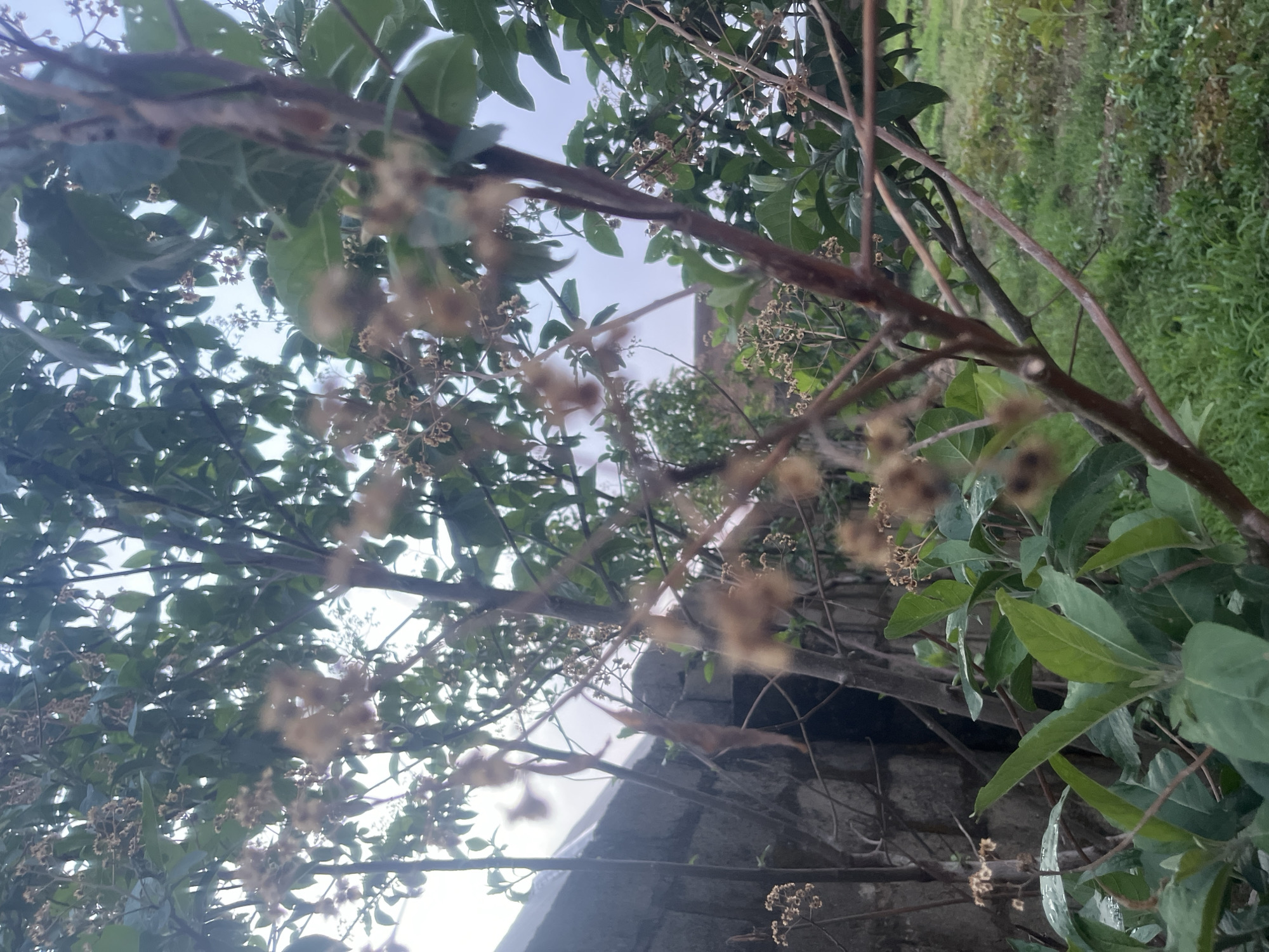 Naturalist documents post-rain flora and fauna in Jos, Nigeria