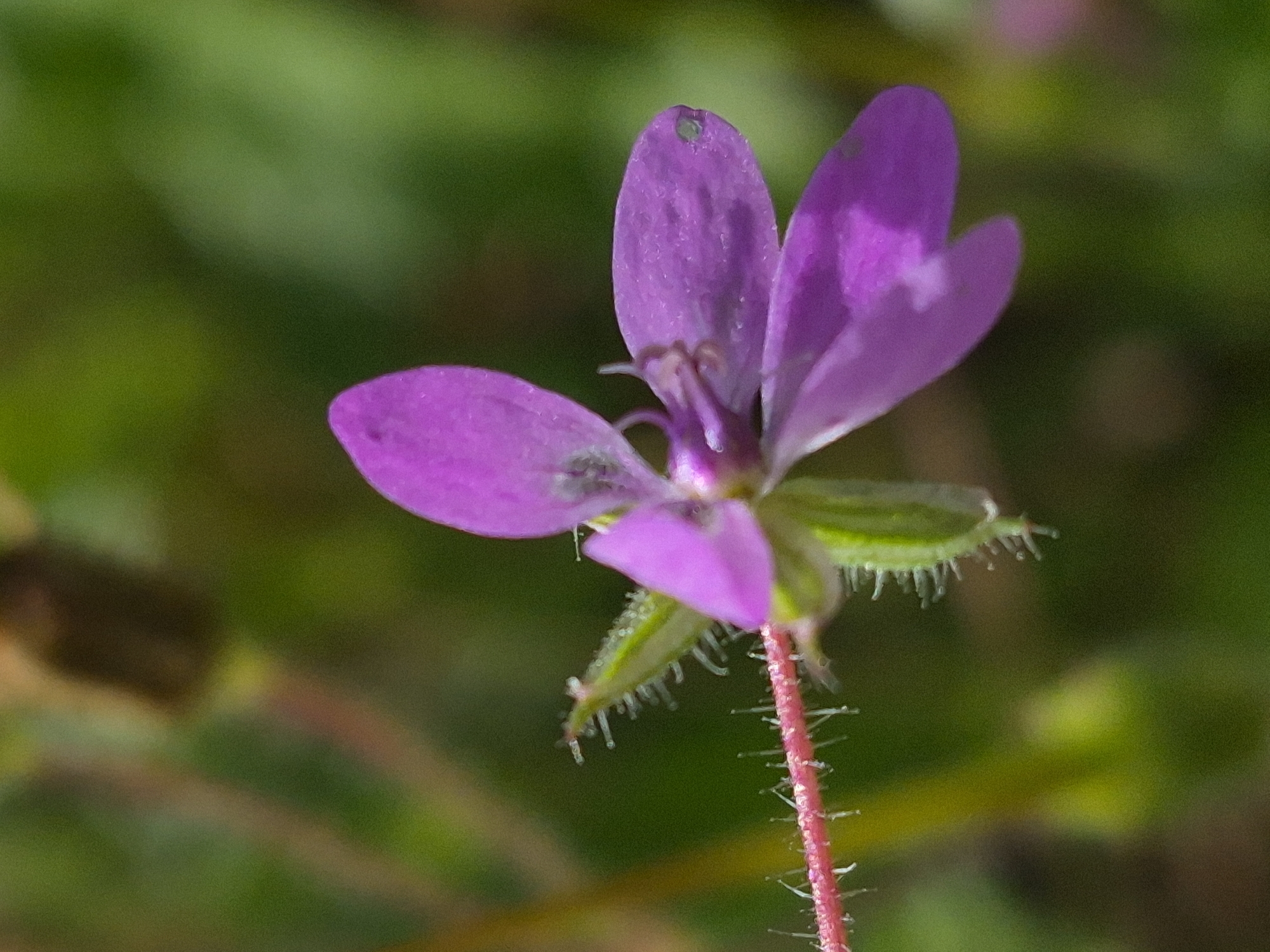 Macro wildflower and pollinator shots from rural Estonia