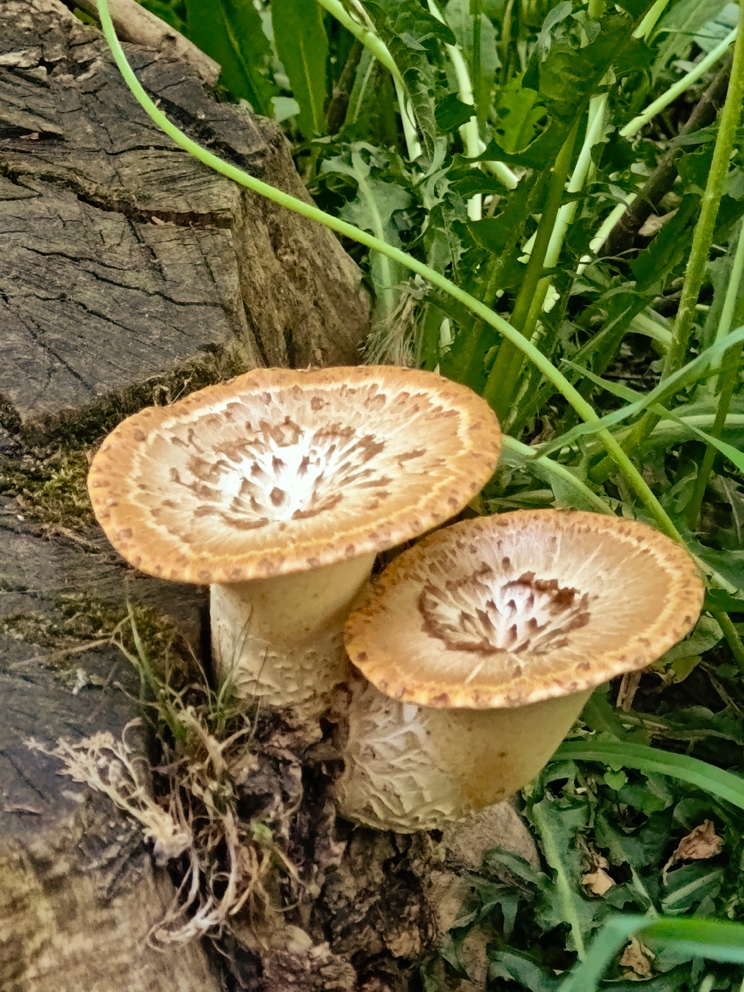 Dmitrov resident documents mushrooms and building entrance within minutes