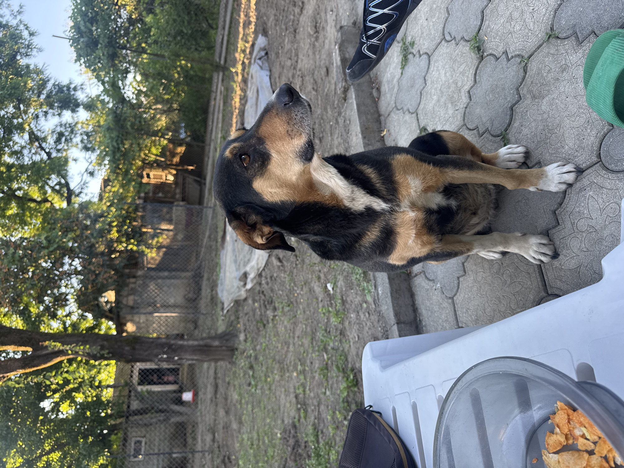 Lazy afternoon at a Zugdidi patio with a dog and chips