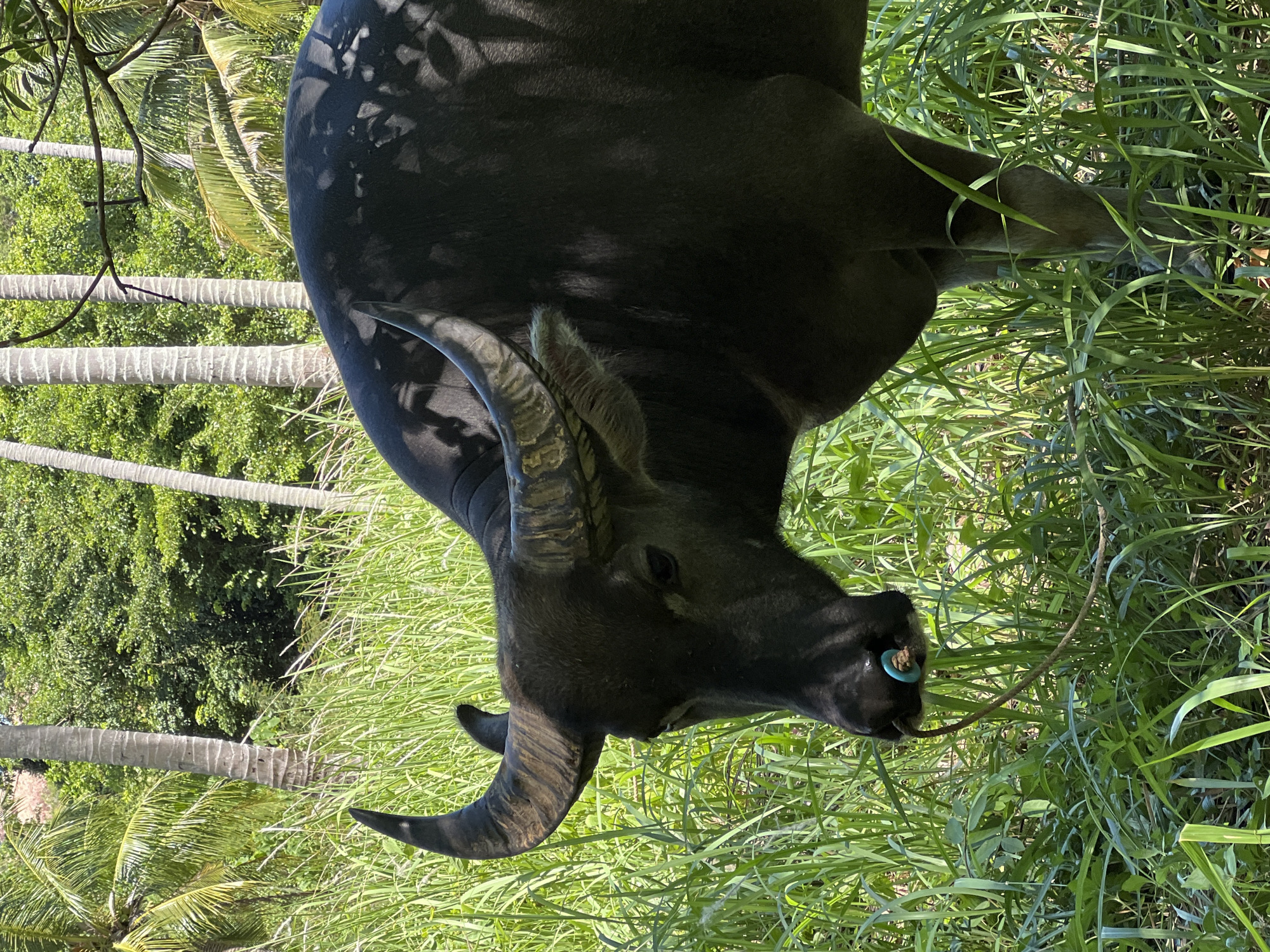 Water buffalo with blue nose ring in Baan Thurian grassland