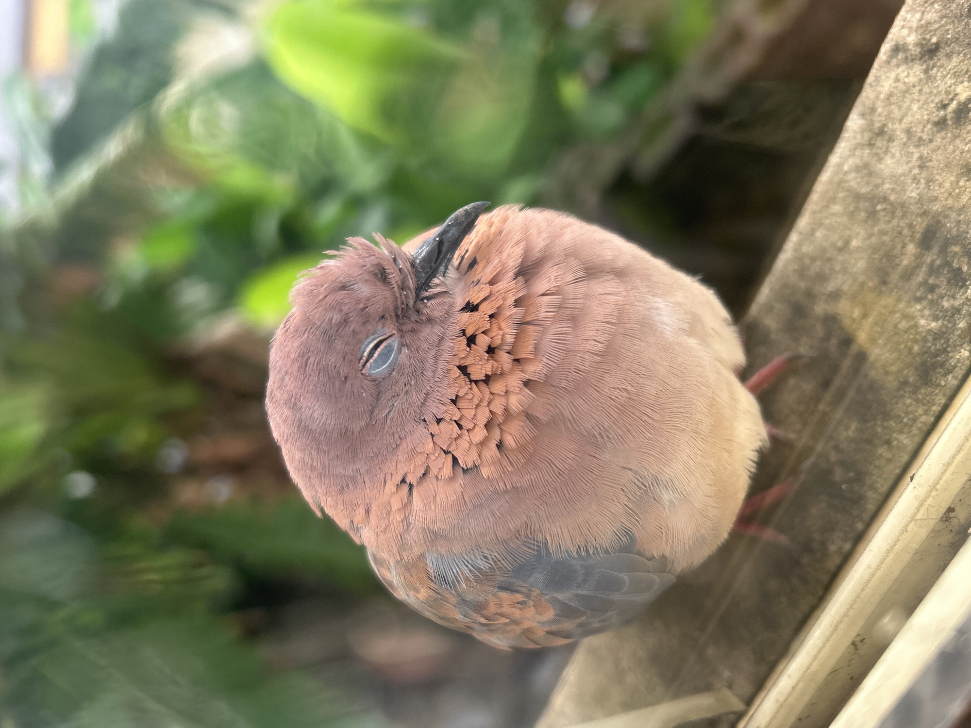 Dove rests and preens on a rainy windowsill in Ikorodu