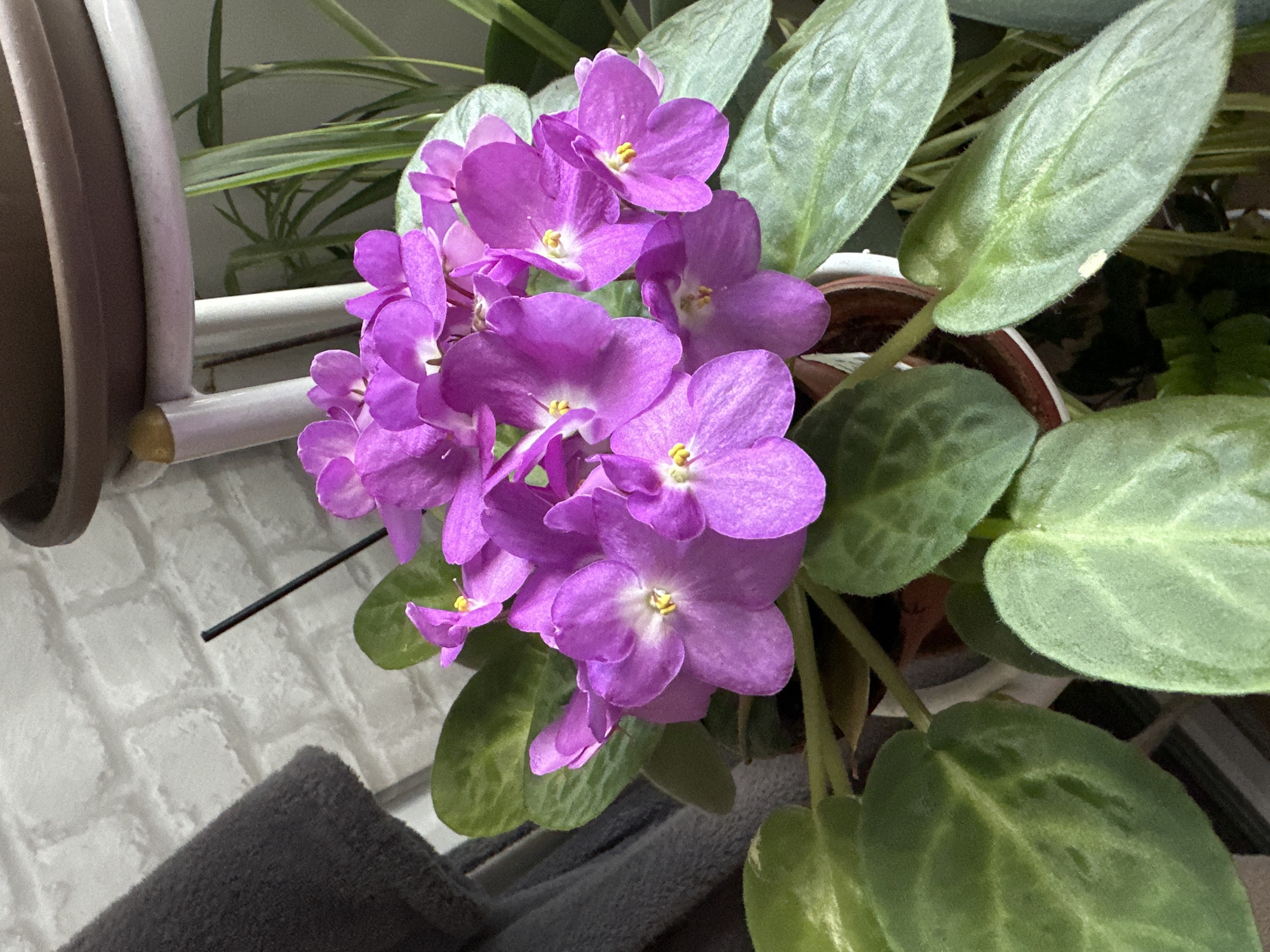 Orchids, violets, and a matte grey Audi A8 up close