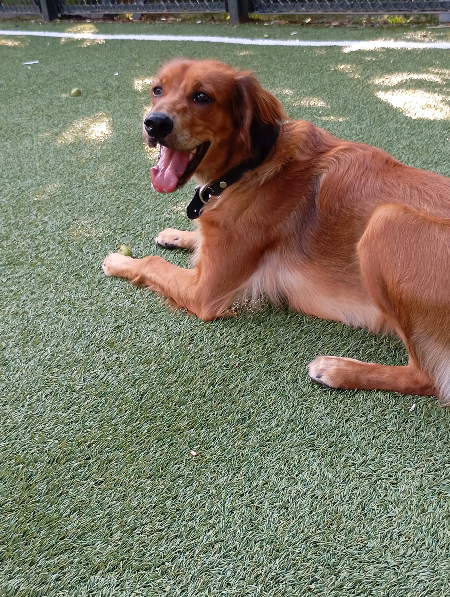 Dogs lounging and playing on a turf field in Batumi