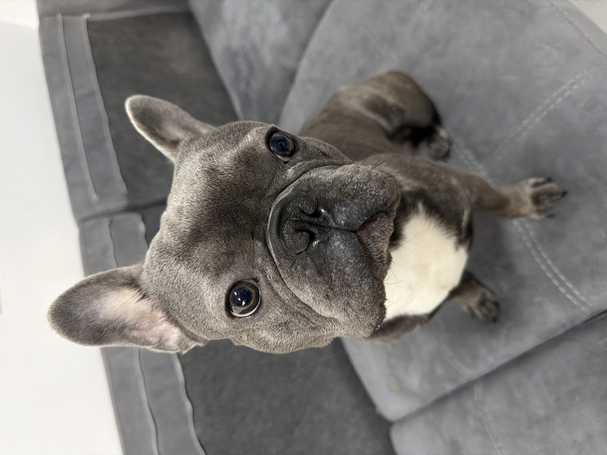 French Bulldog photographed in Ruse home with art displays