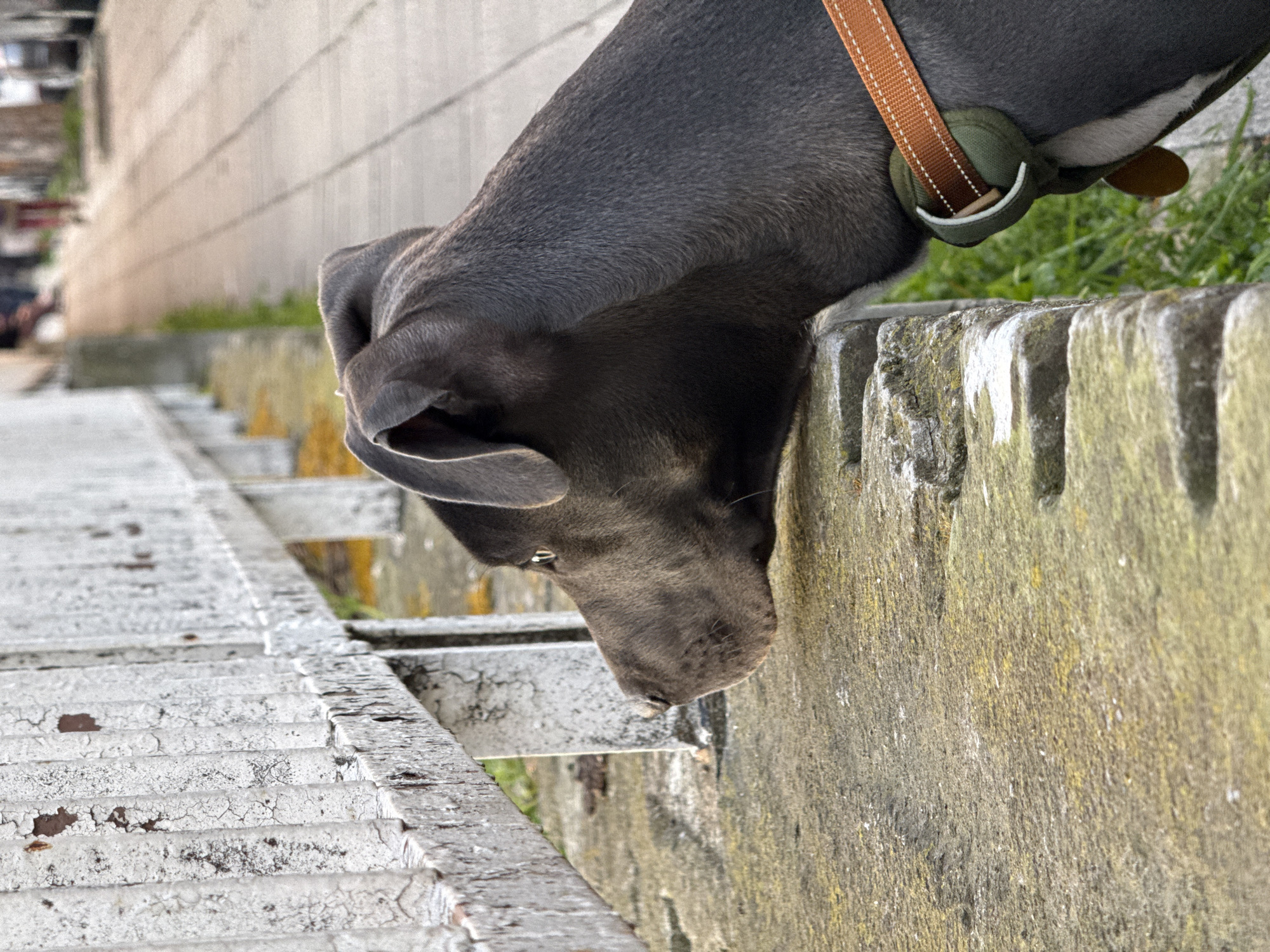 Dogs spotted in urban Varna setting