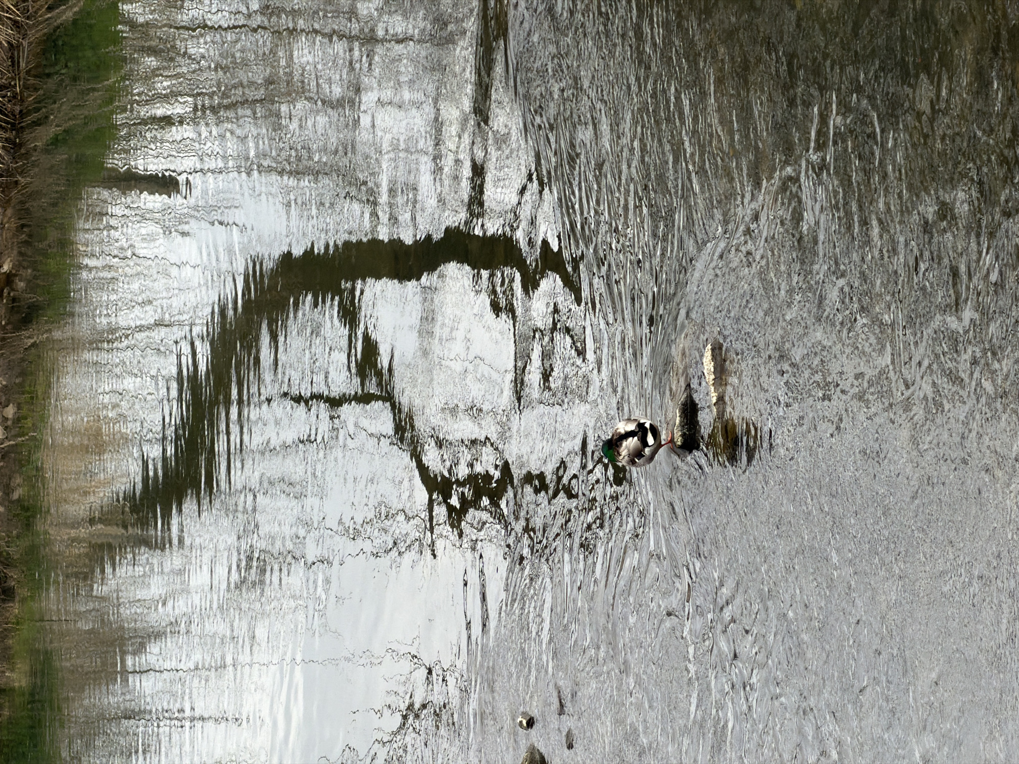 Mallard duck spotted in Alzette River, Esch-sur-Alzette