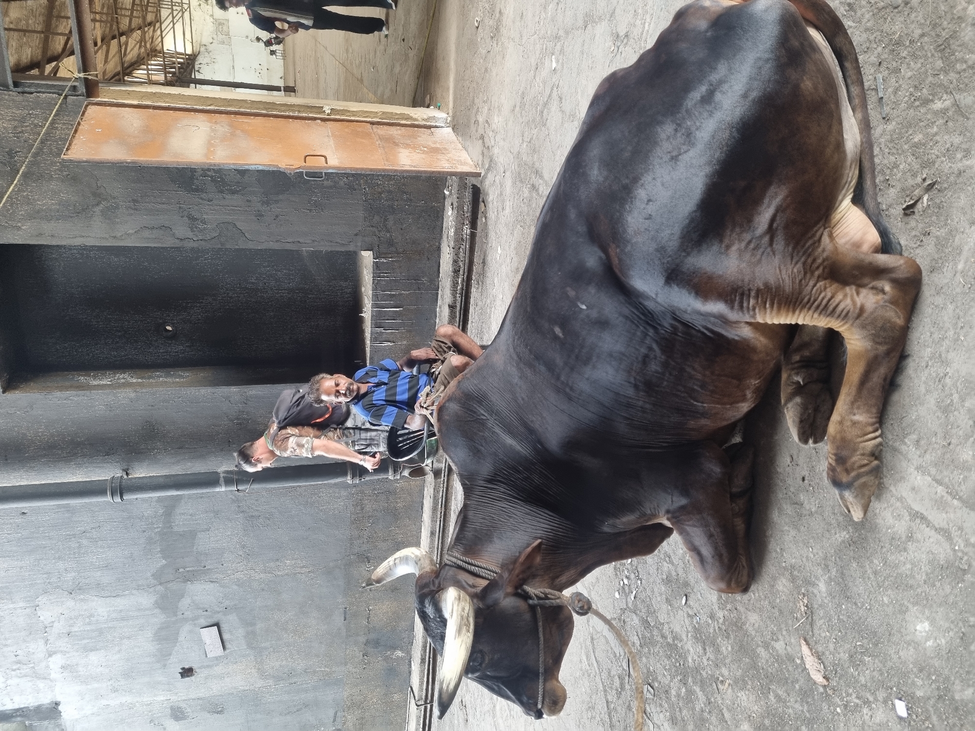 Tethered bull rests on Kalamassery street as locals gather