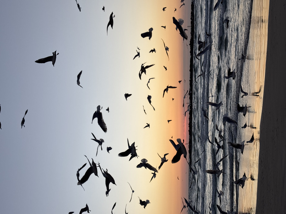 Tel Aviv beachgoers enjoy sunset with seagull flocks overhead