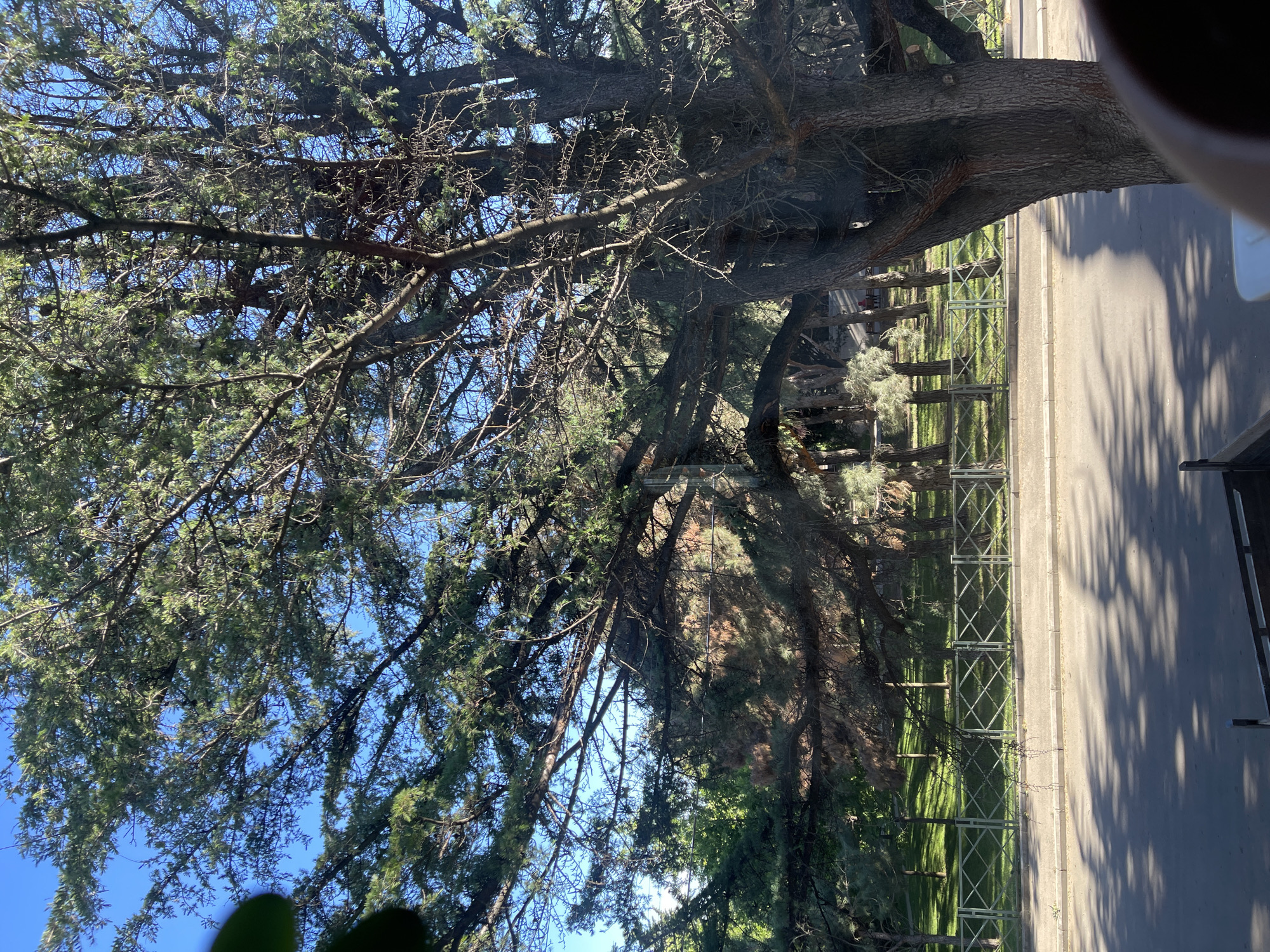 Man photographed resting indoors near park view in Tbilisi