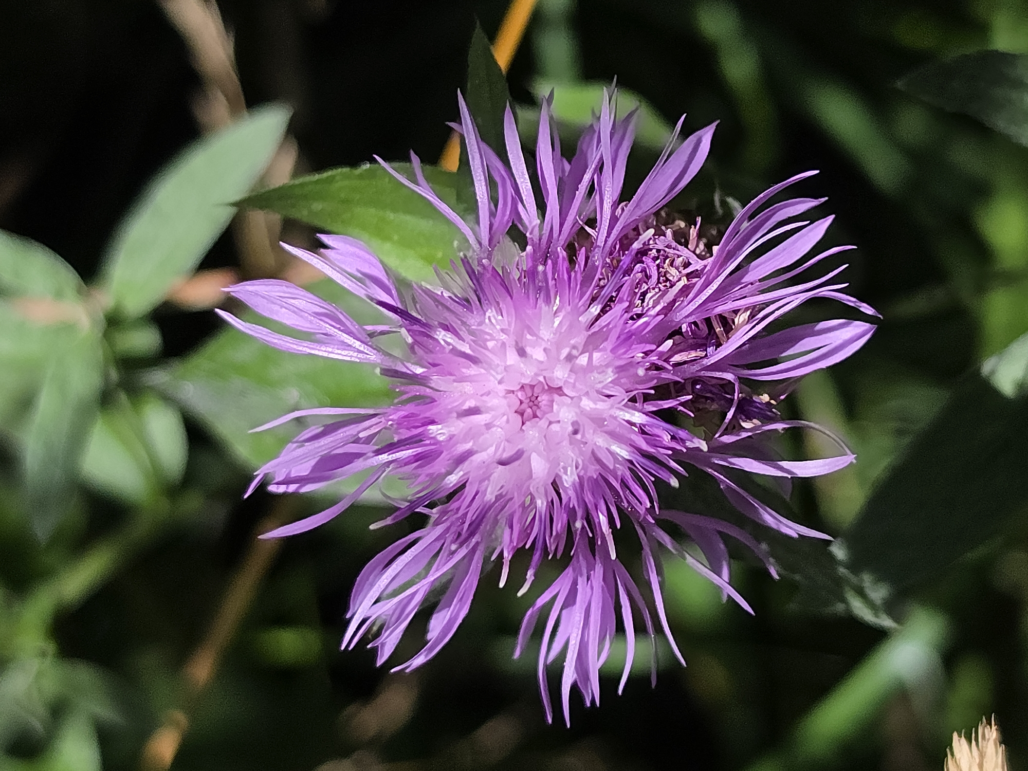 Wildflowers, wetlands, and forest details near Saint Petersburg