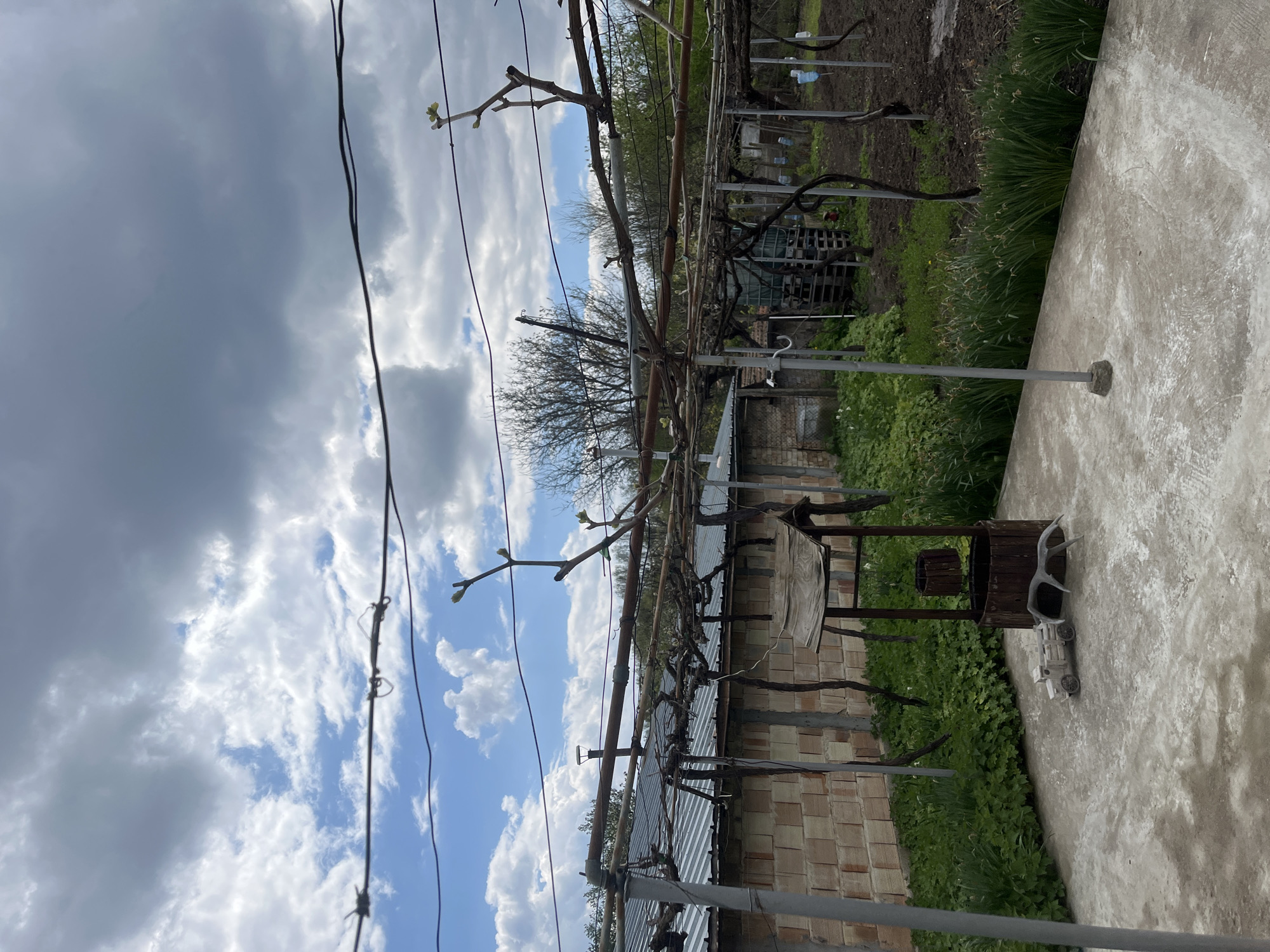 Spring Growth Observed on Grapevine Trellis at Unknown Location