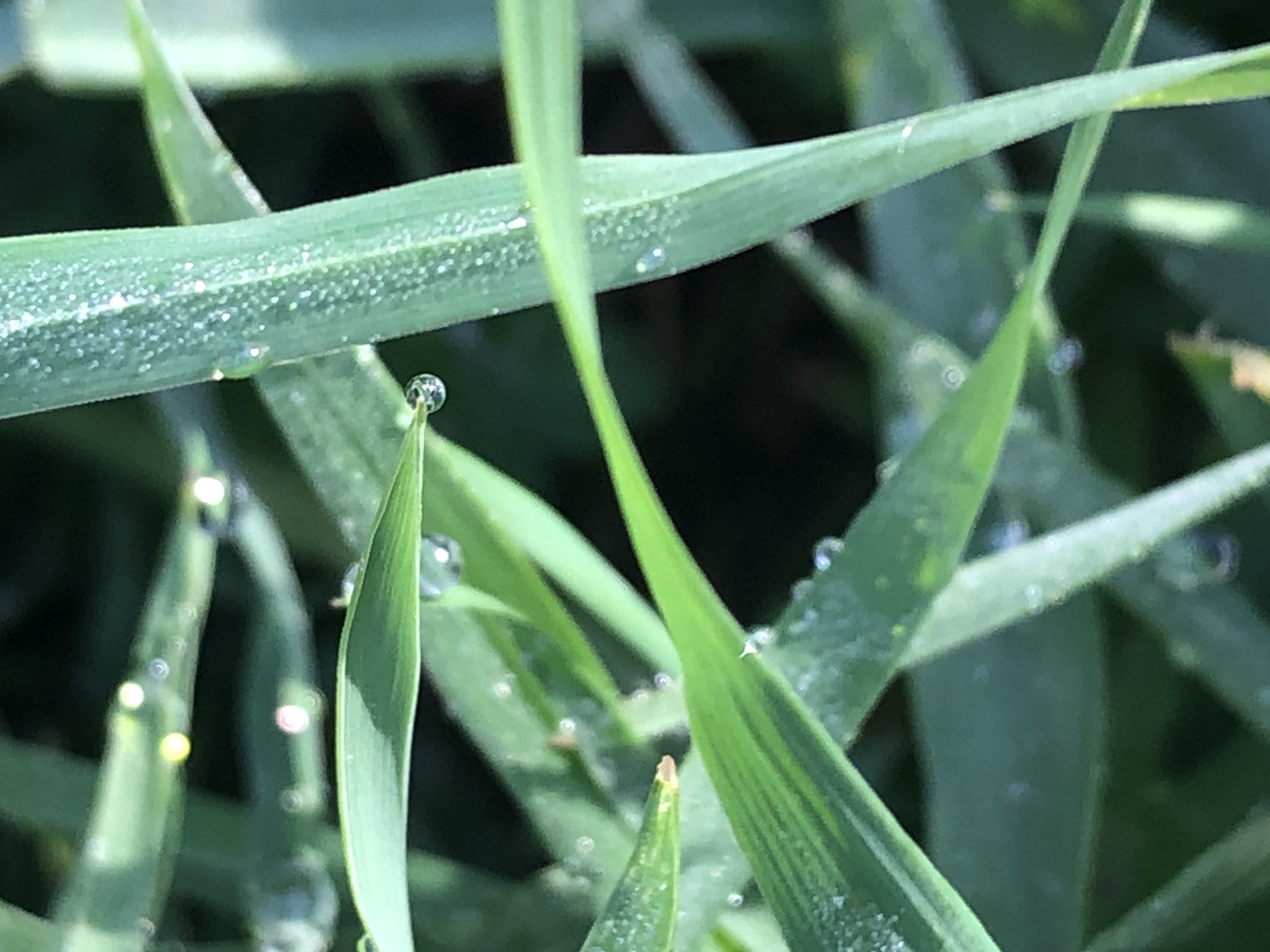 Urban nature scenes documented during spring morning observations