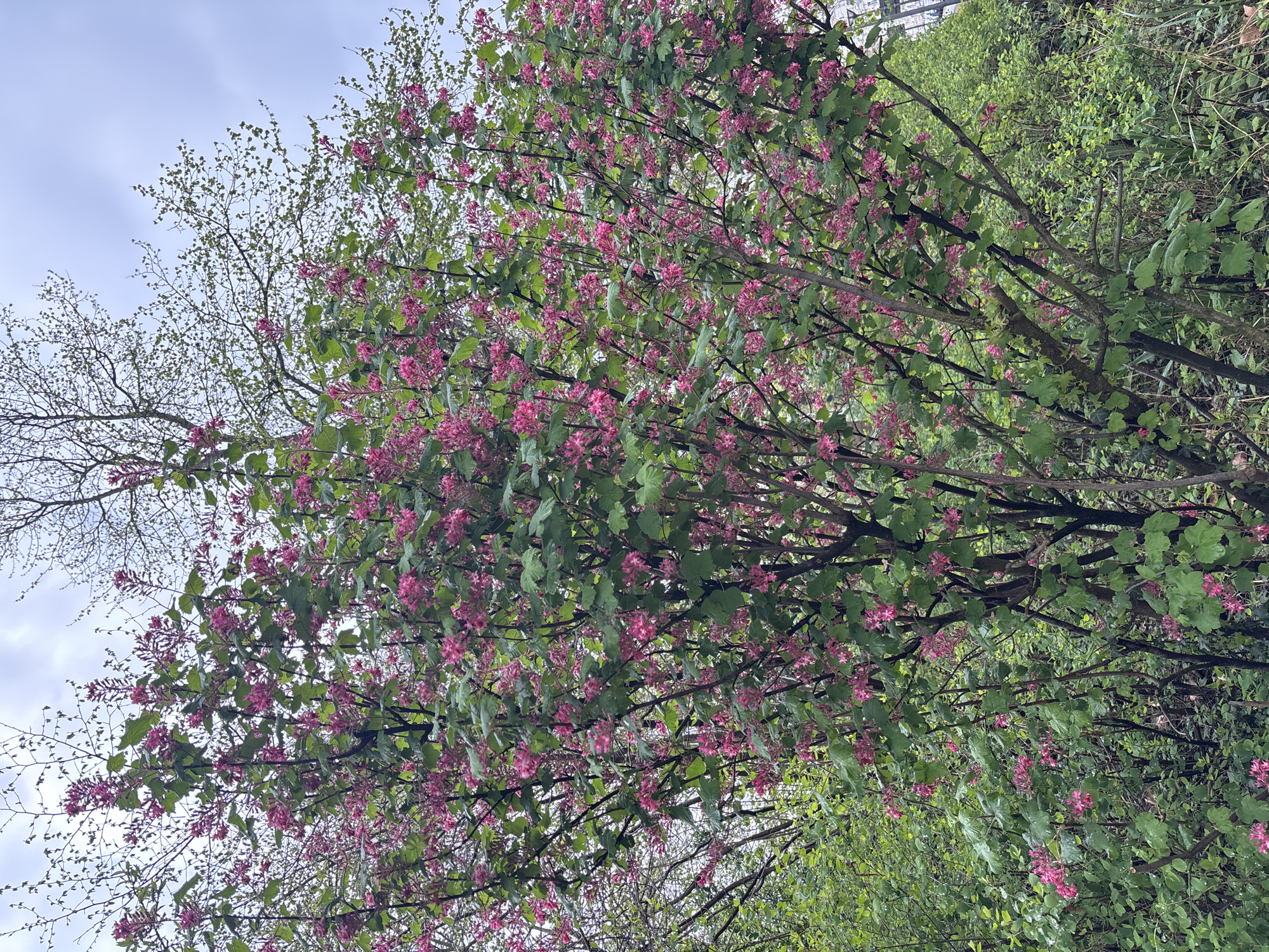 Spring blooms and architecture documented in Antwerp streets