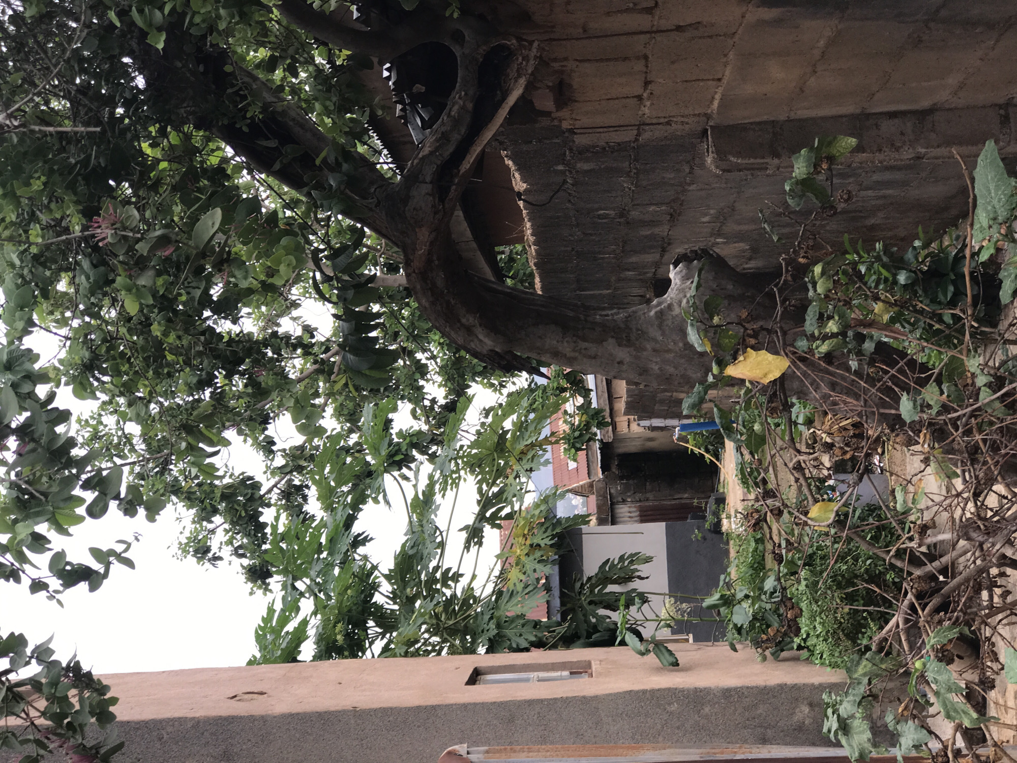 Alleyway flanked by brick and foliage in New Stadium, Nigeria