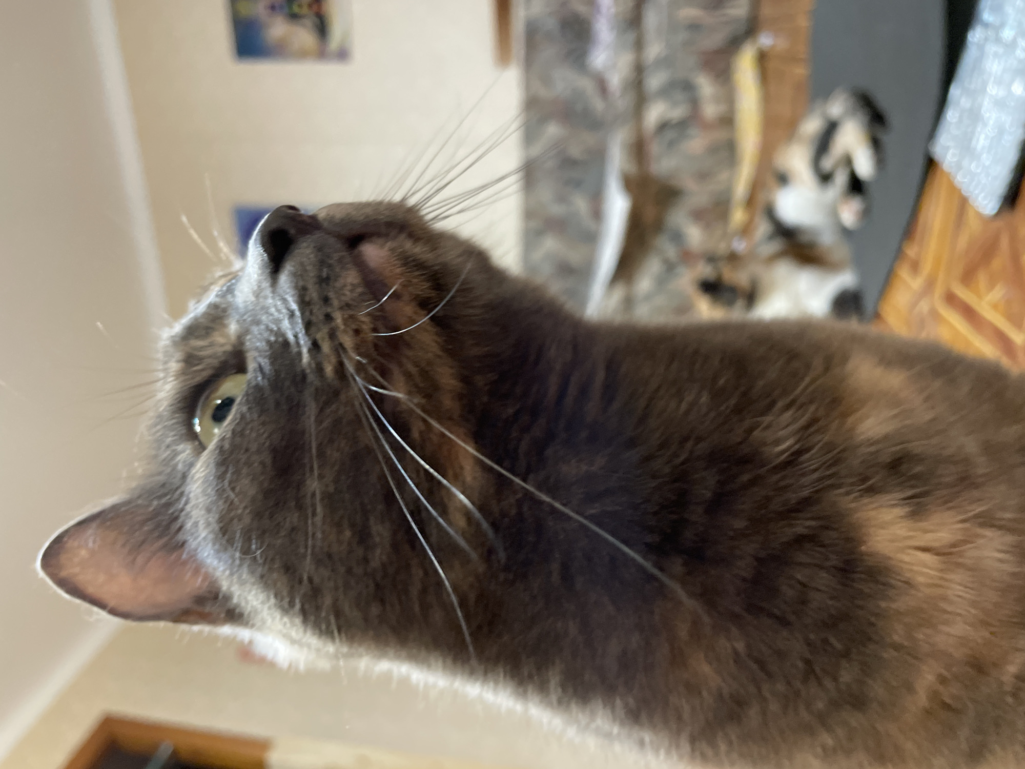 Two cats at home in Sevastopol, one summer evening