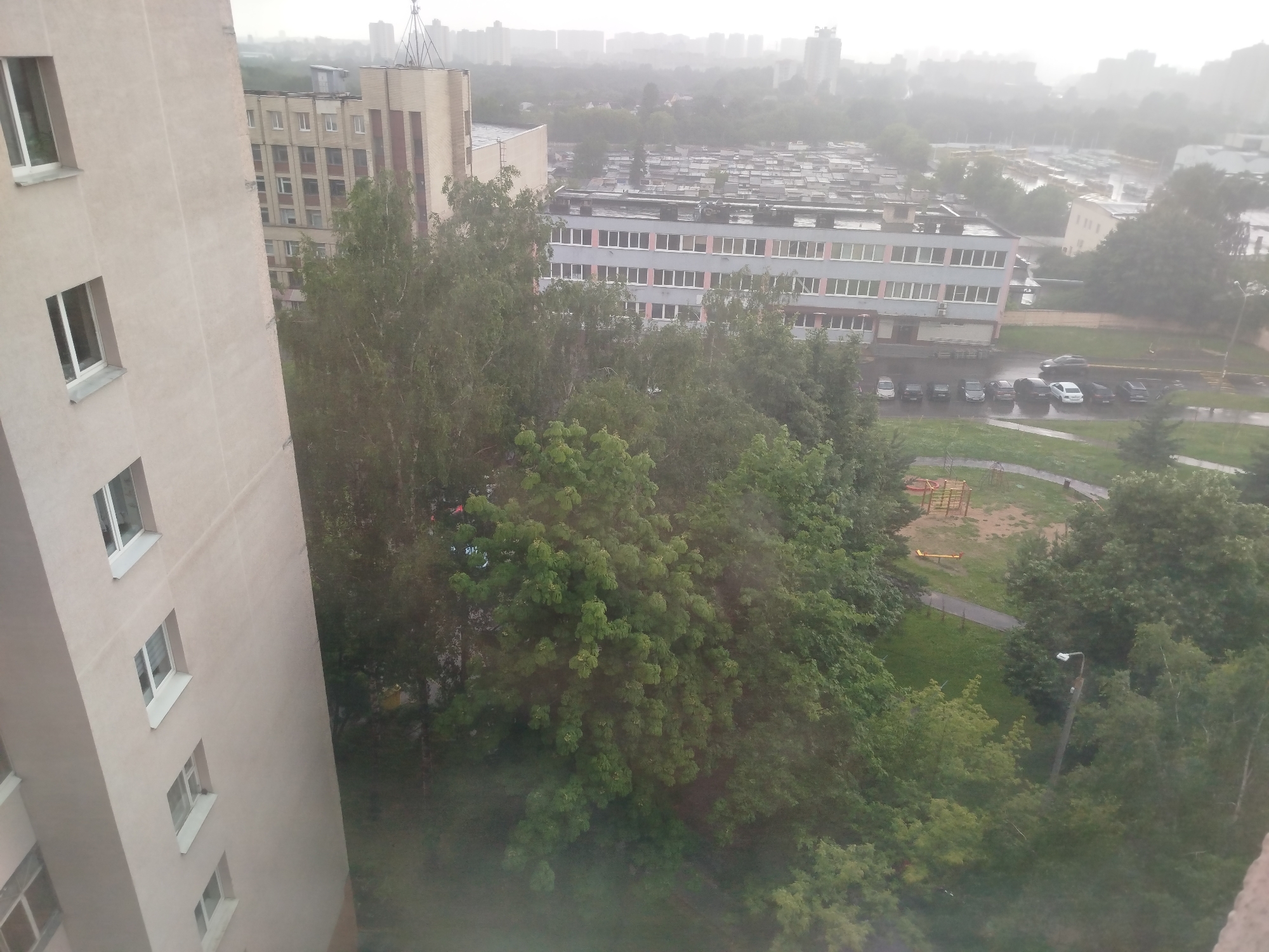 Rainy afternoon in the city — cats, wet leaves, hazy skyline
