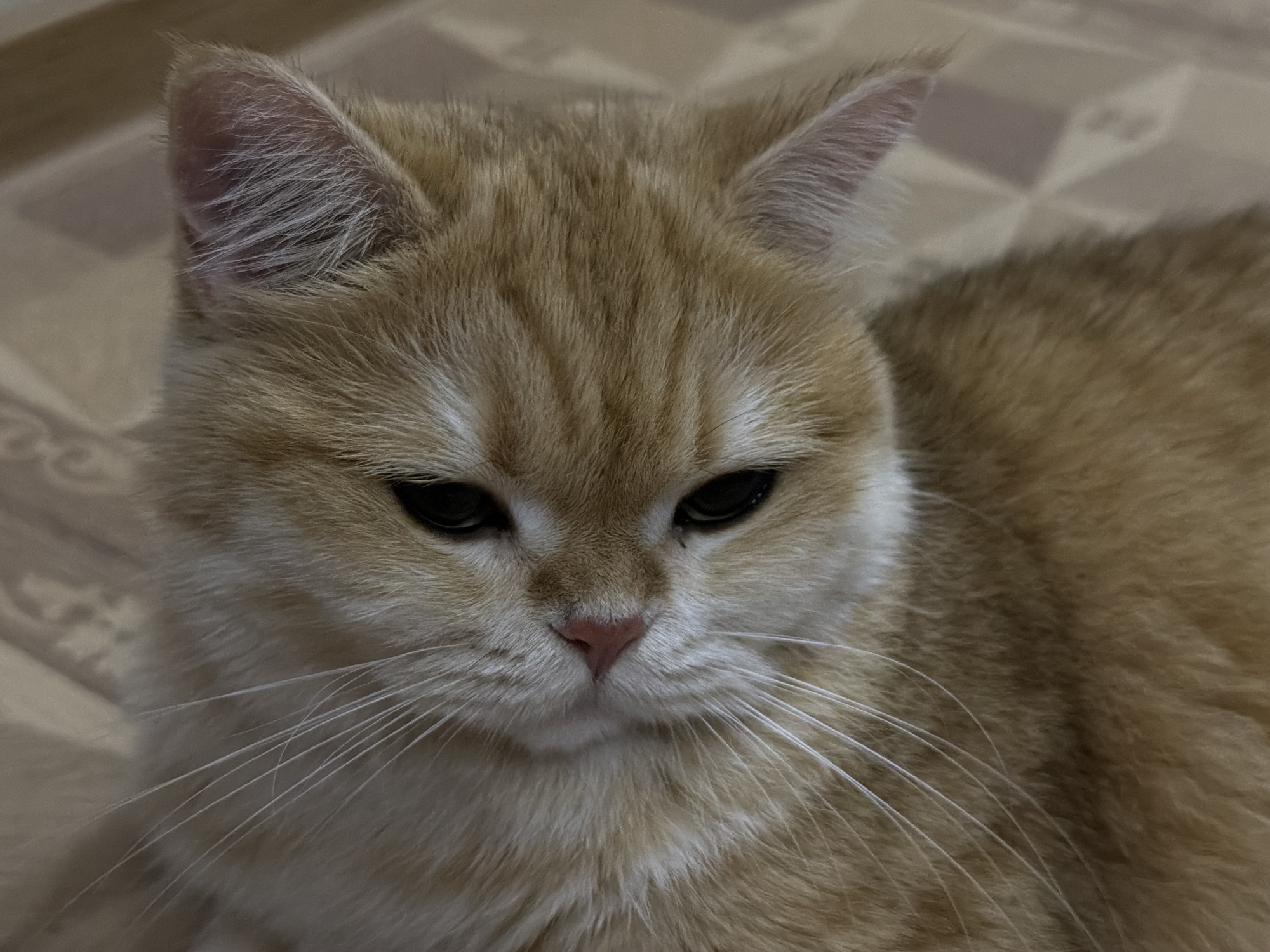 Ginger tabby cat relaxing among blankets and cushions