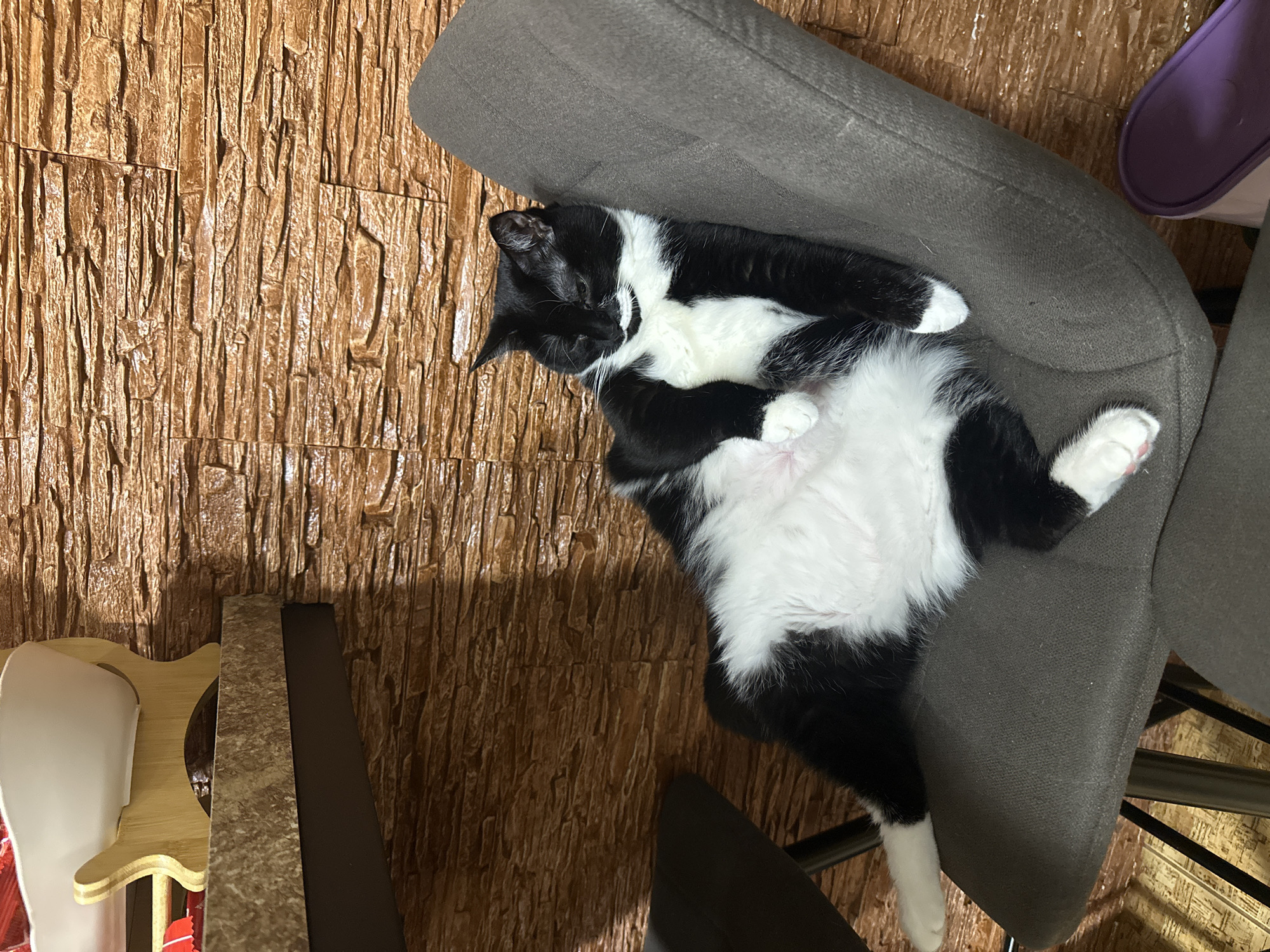 Cats and dogs doing absolutely nothing, Sayanogorsk edition.