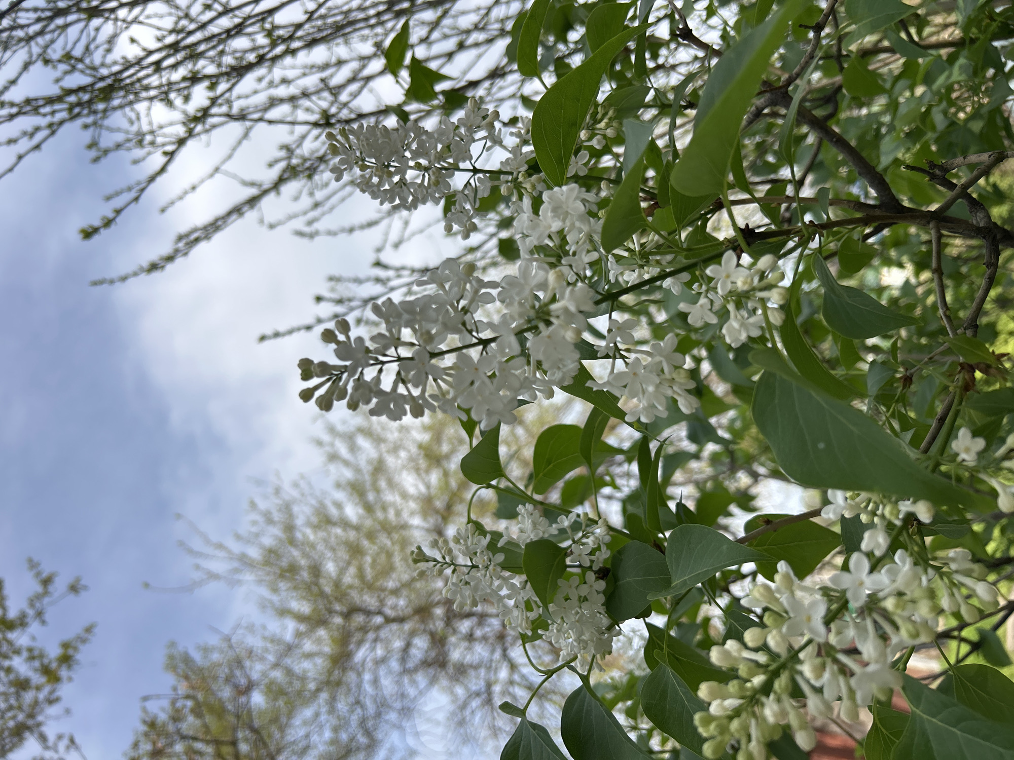 White lilac flowers bloom in Plovdiv, Bulgaria
