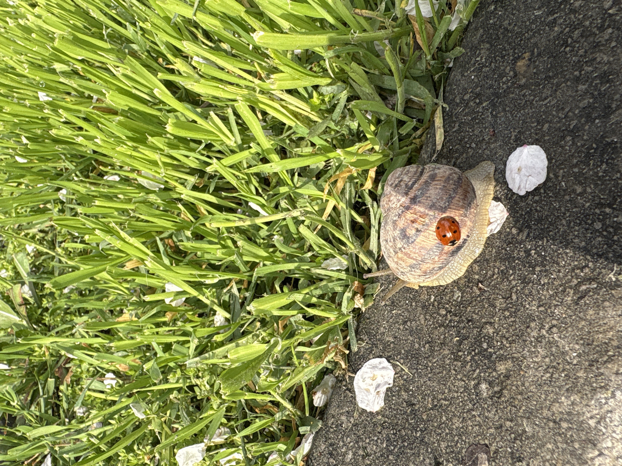 Spring wildlife documented in Simferopol: snails, ladybugs, blossoming trees