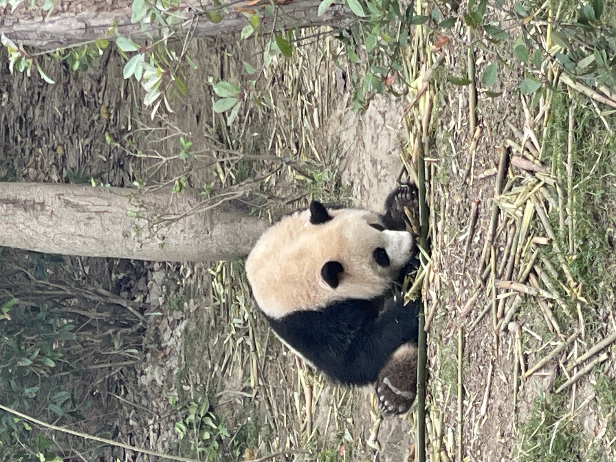Pandas observed at research facility in Chenghua District, China