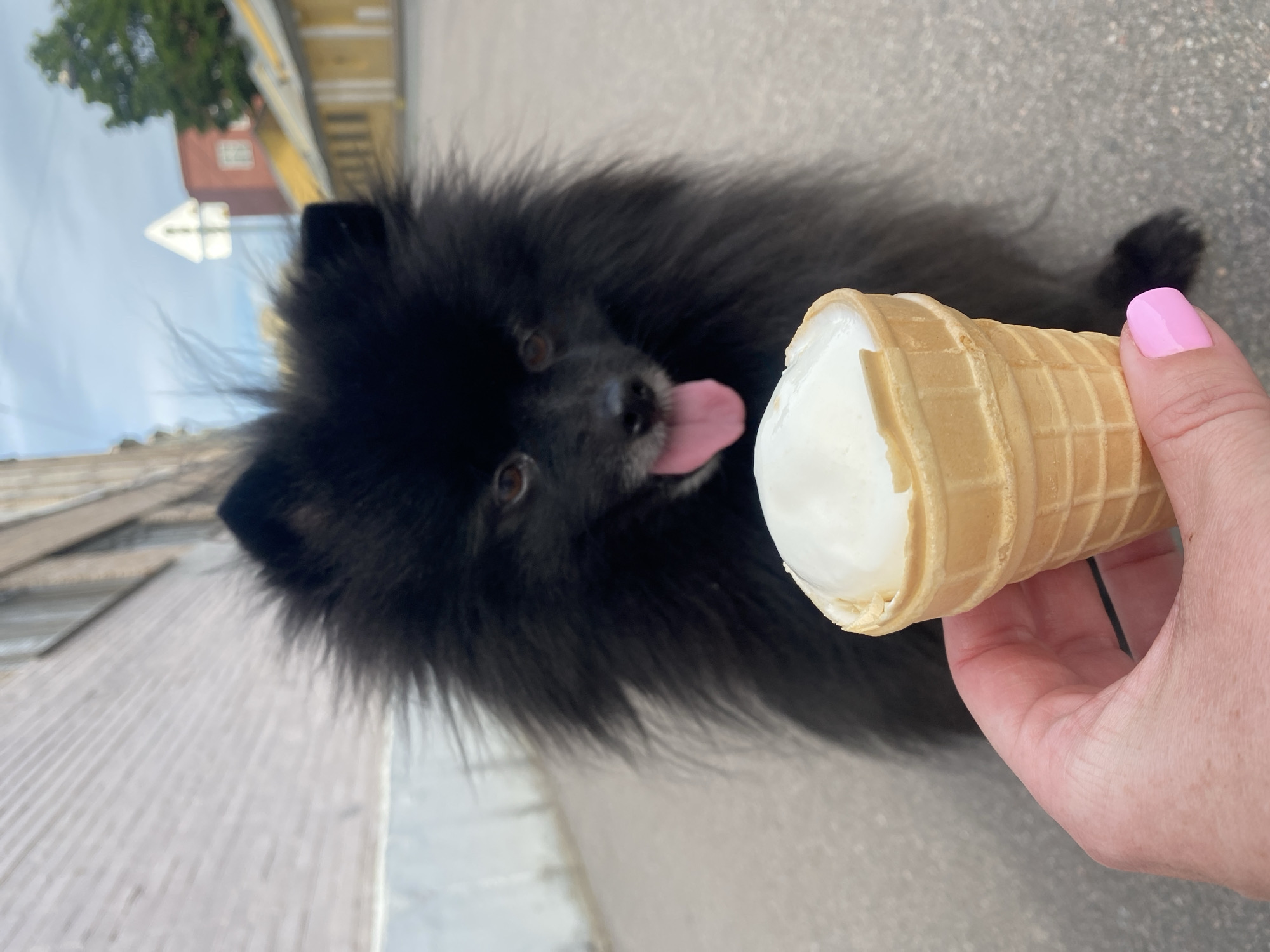 Black Pomeranian eyeing an ice cream cone in St. Petersburg