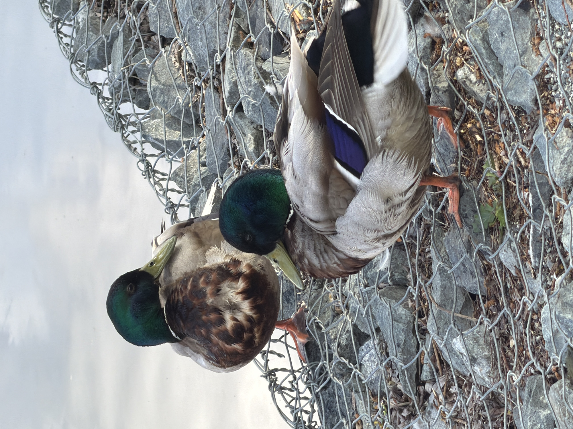 Mallard ducks observed along Votkinsk waterfront under cloudy skies