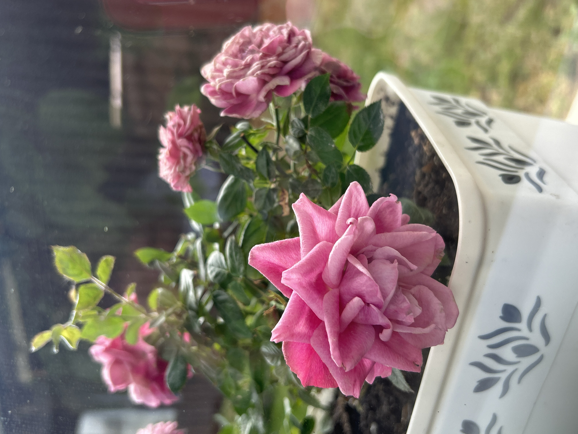 Sunday Morning Garden Documentation Session in Sofia Home