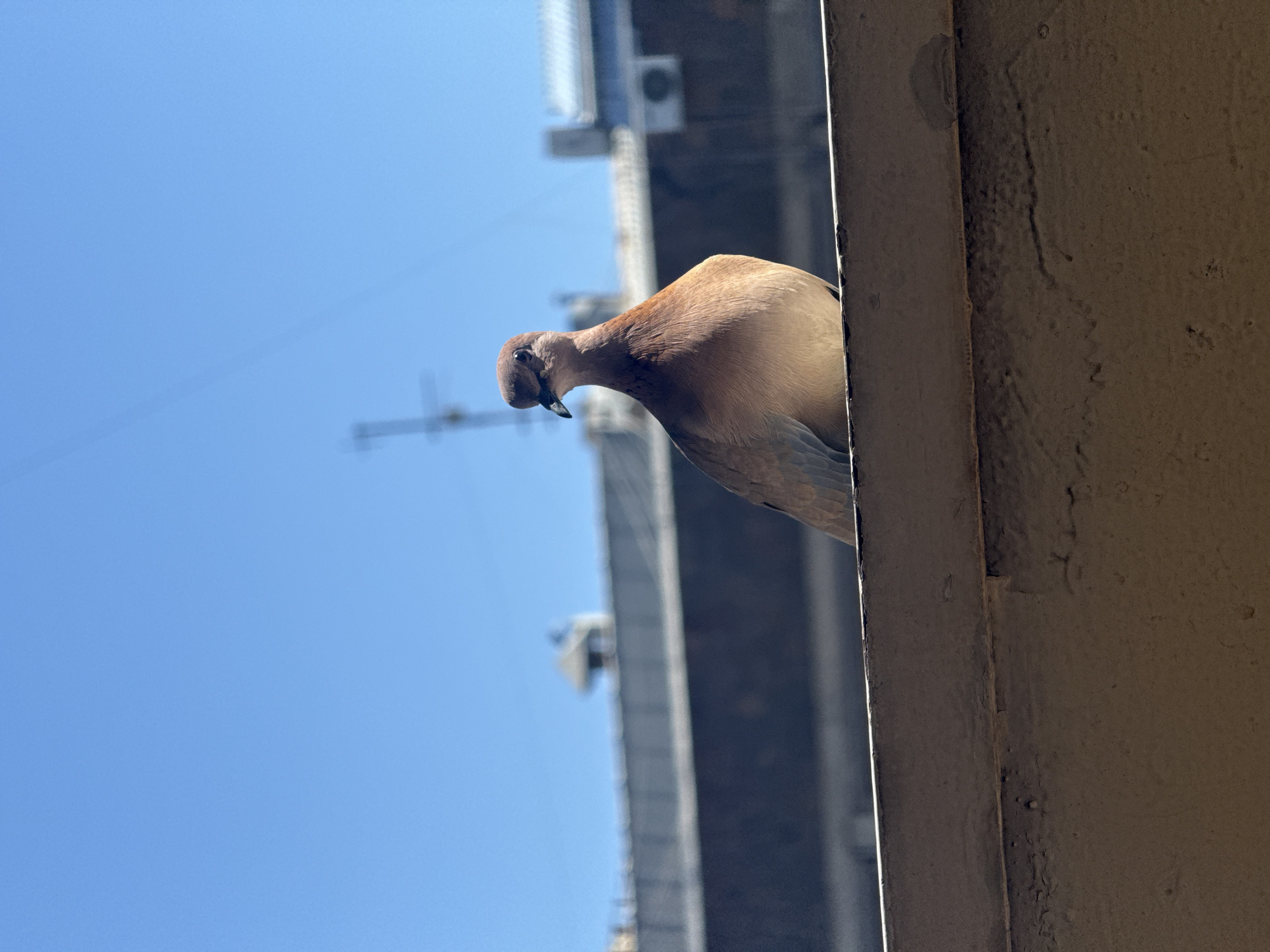 Morning birds and architecture observed in Yerevan cityscape
