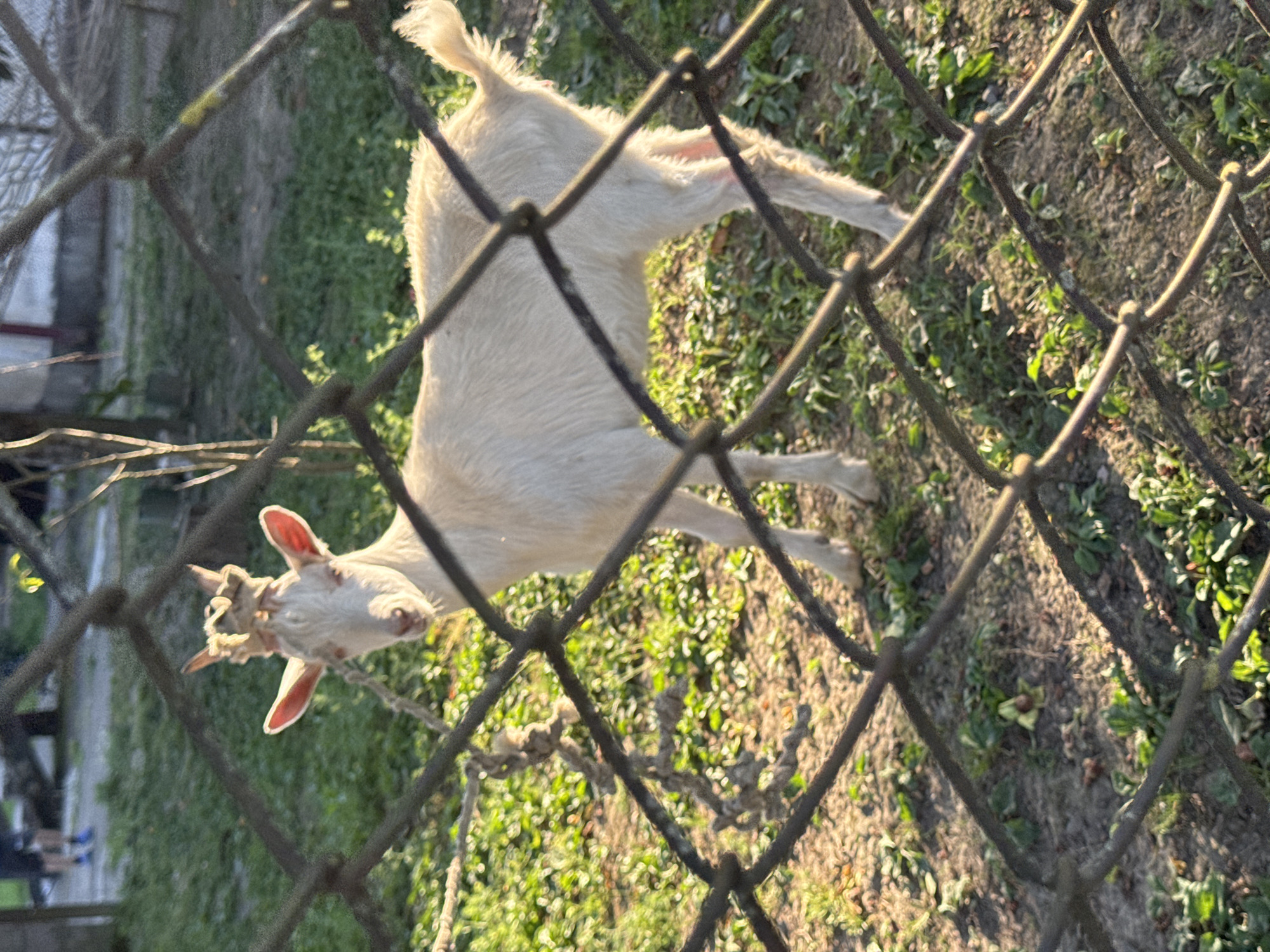 Backyard animals and a quiet afternoon in Zugdidi
