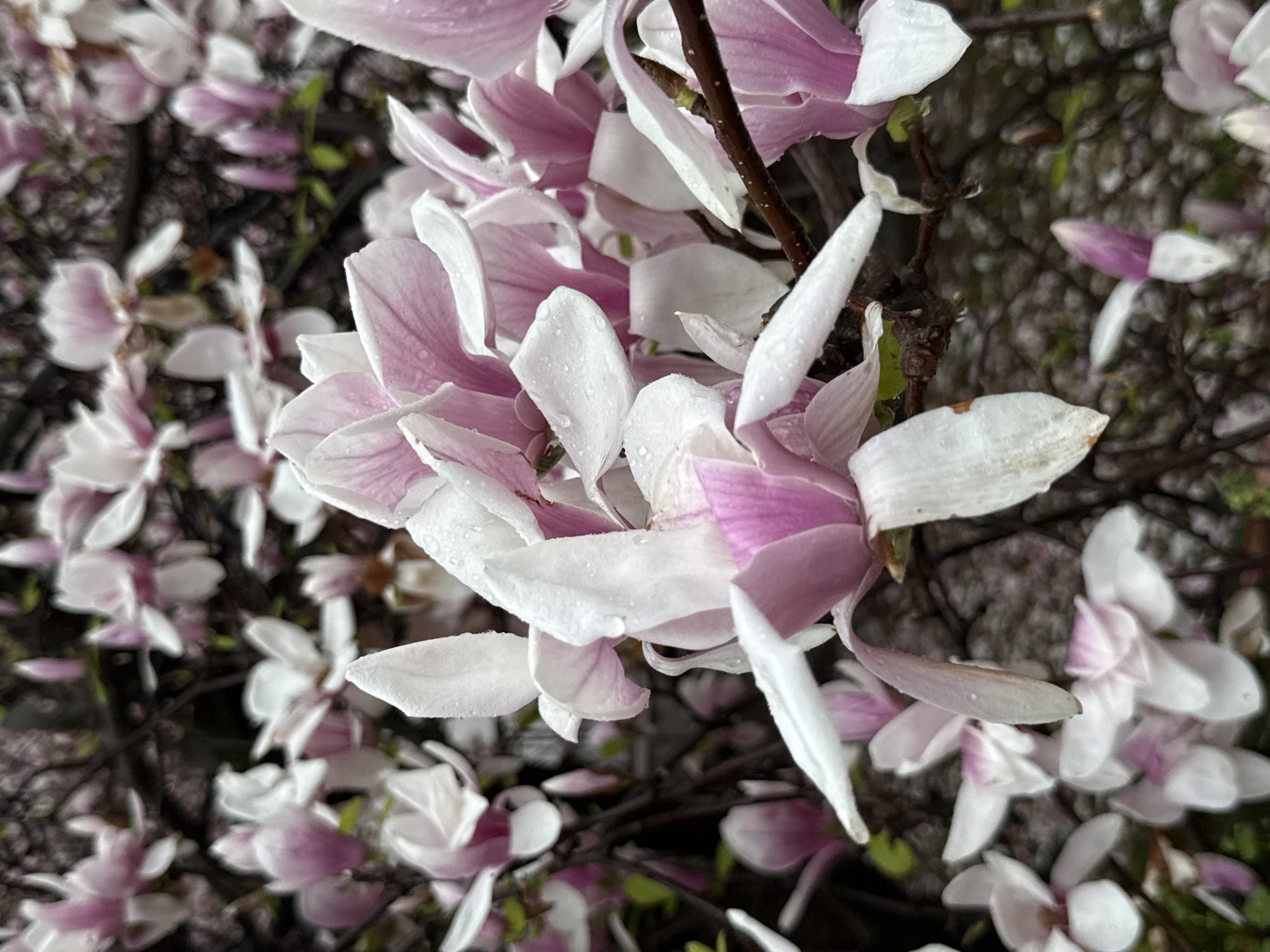 Spring magnolia blooms blanket cars and streets in Kragujevac