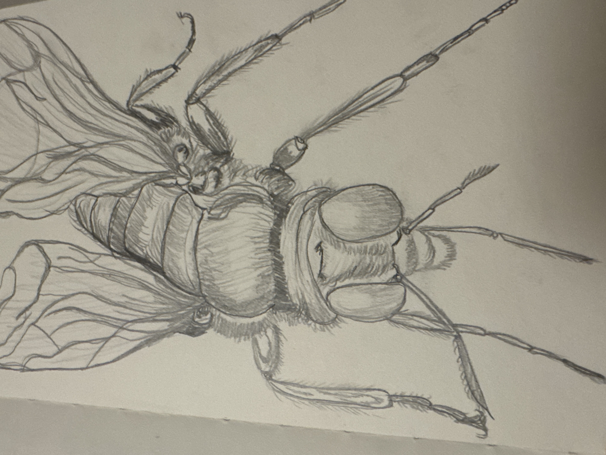 Artist documents fly through drawings and photography in Sofia