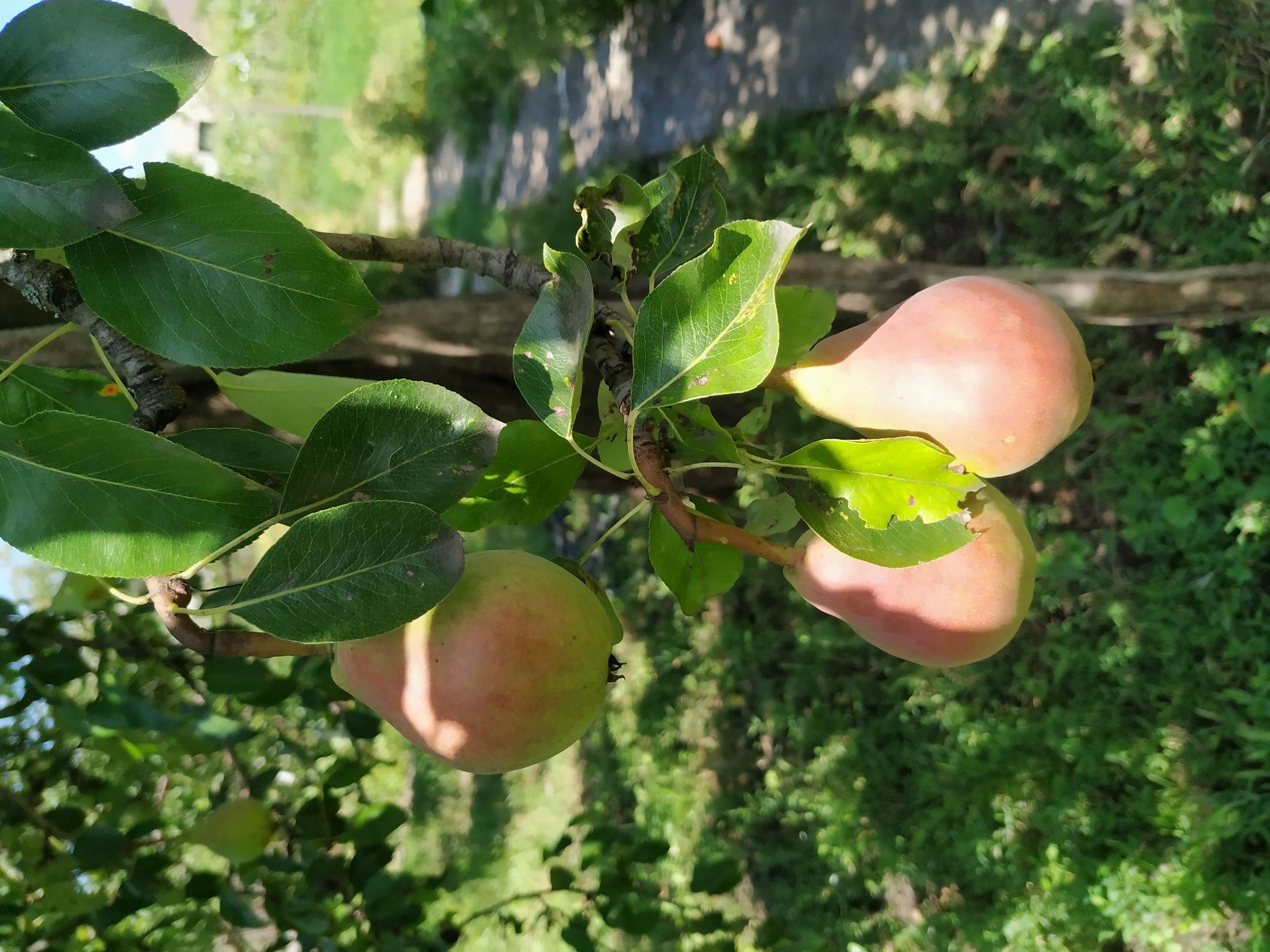 Fruit trees and an indoor snap from a July morning