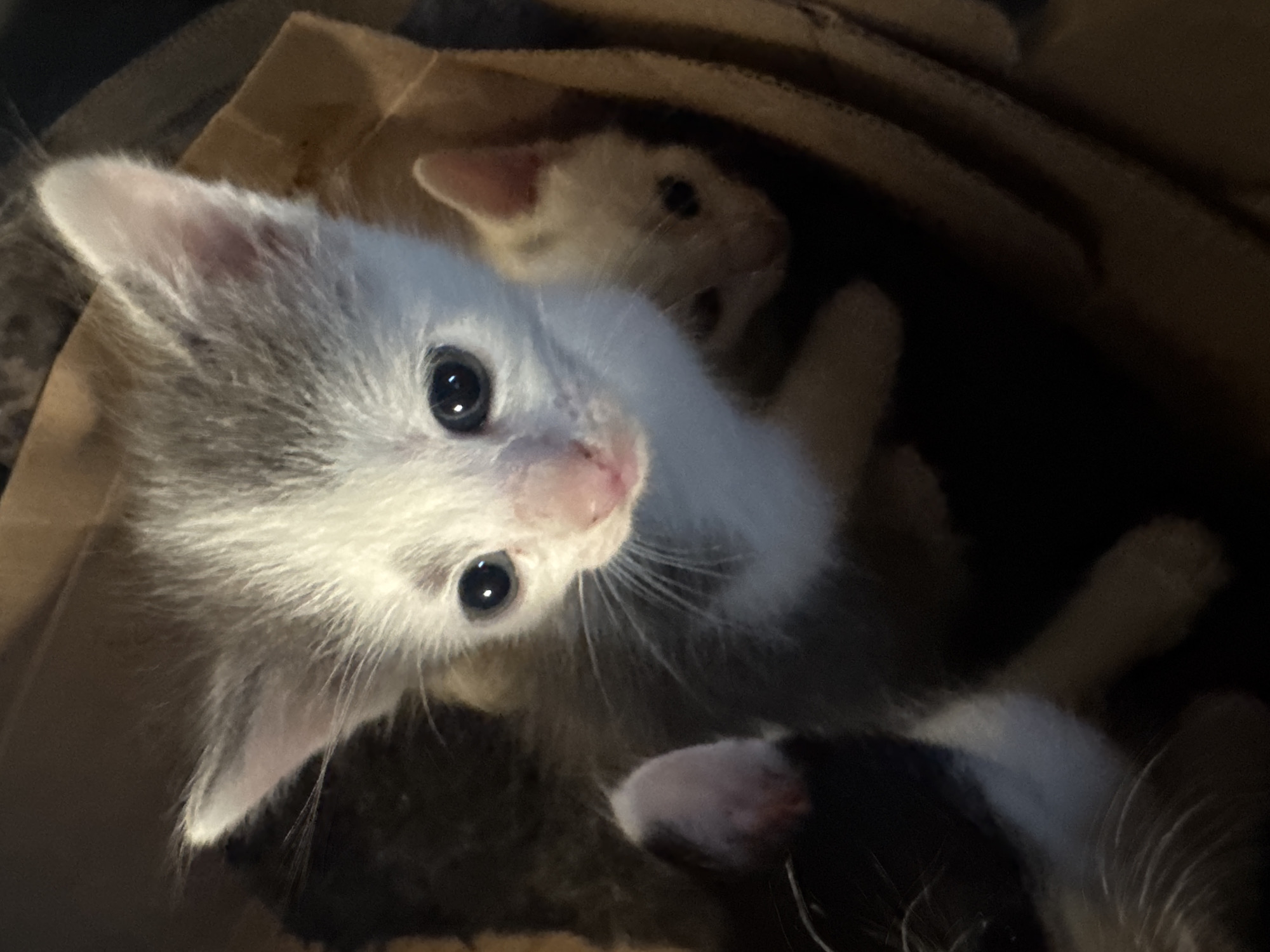 Backyard animals, garden fruit, and kittens on a summer afternoon