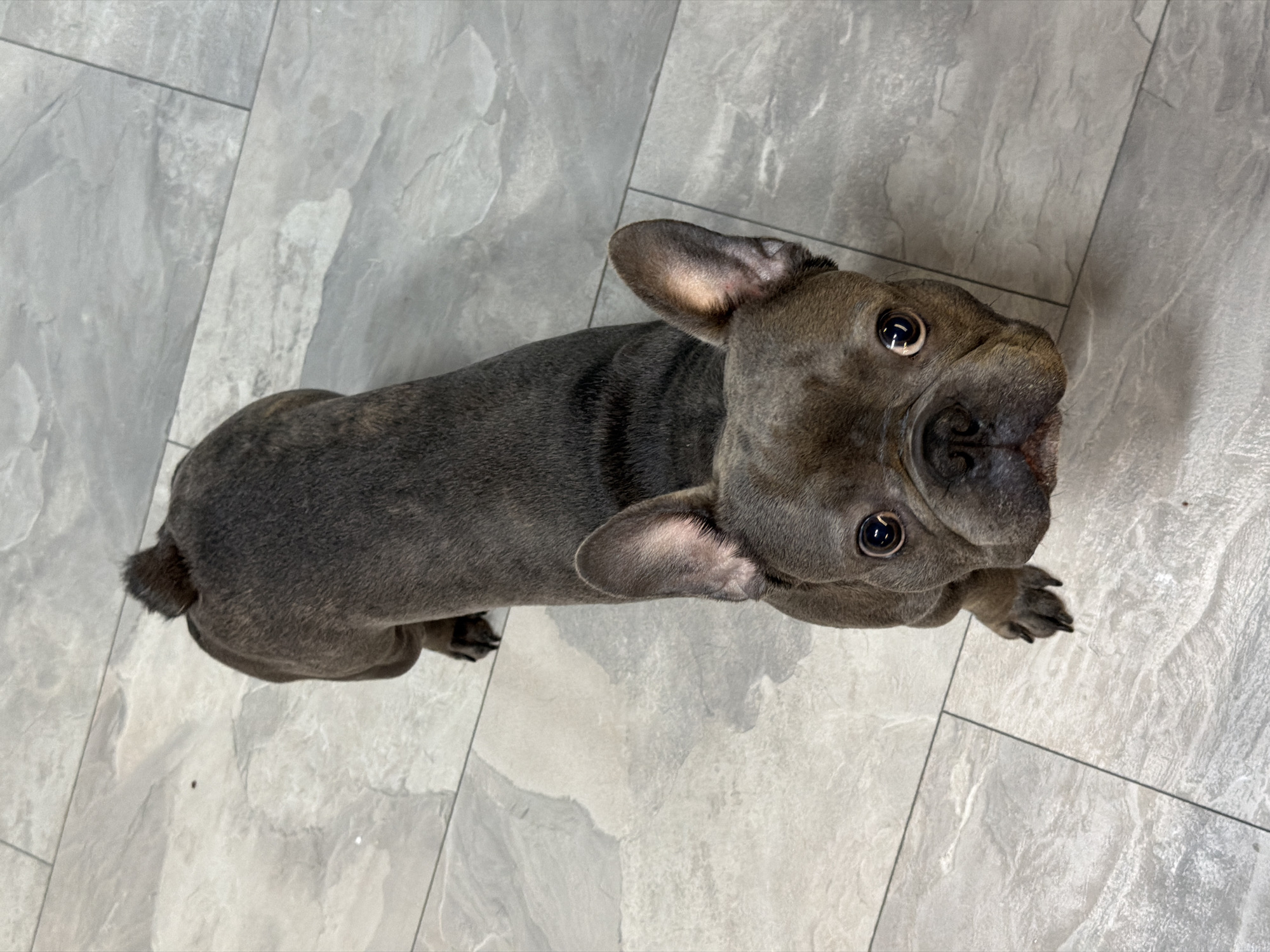 Home evening with French Bulldog in Ruse, Bulgaria