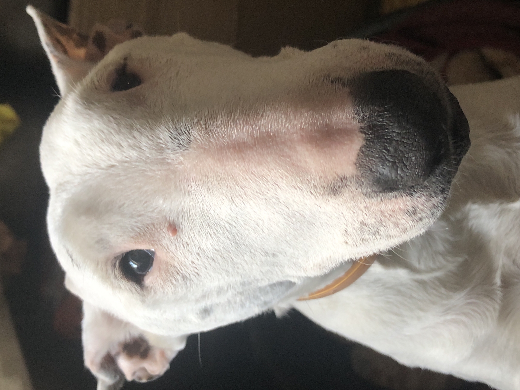 Dog, flowers, and crochet rug — small moments in Pionersky