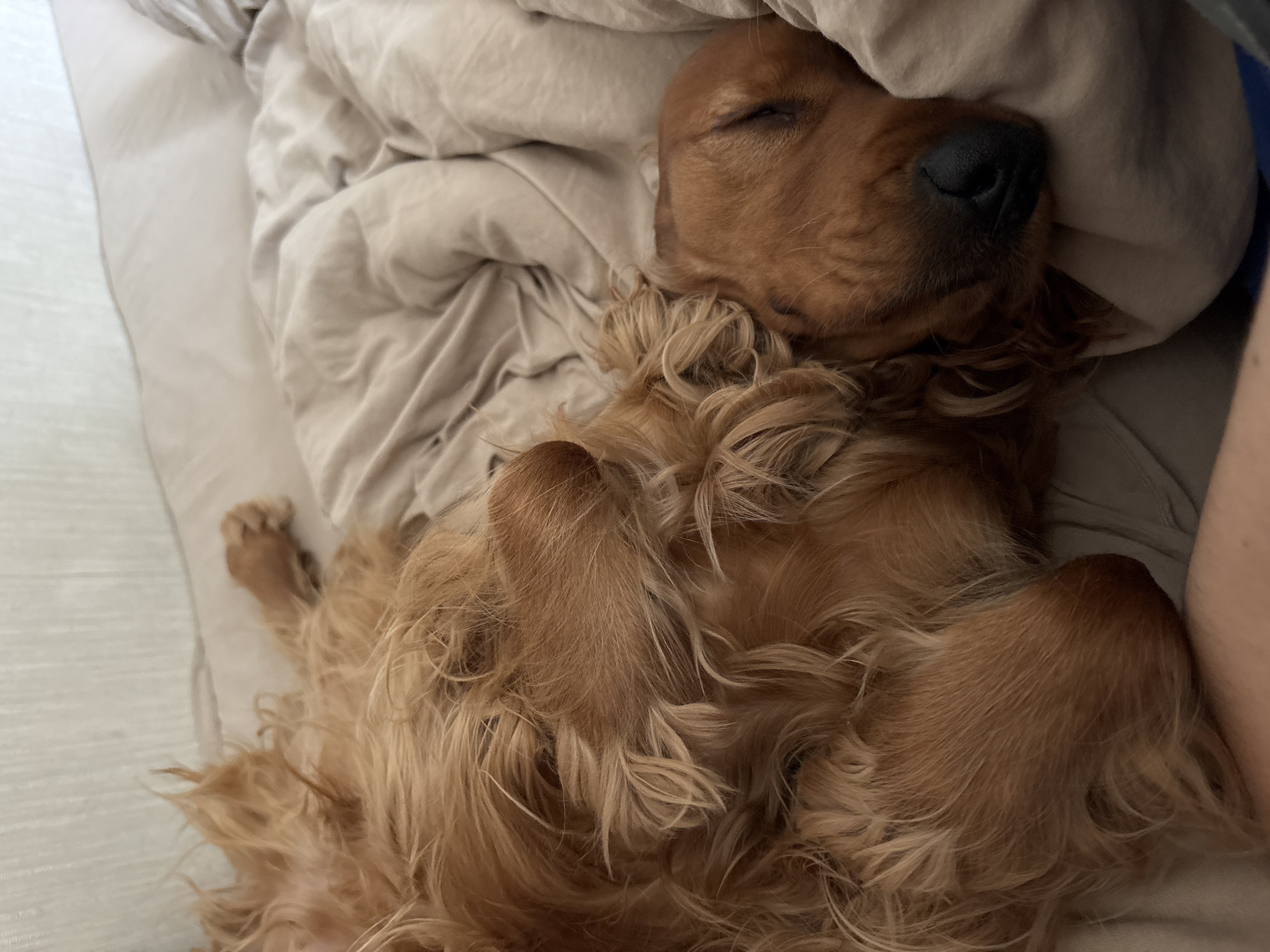 Cocker Spaniel sleeps peacefully on bed in Krasnoyarsk