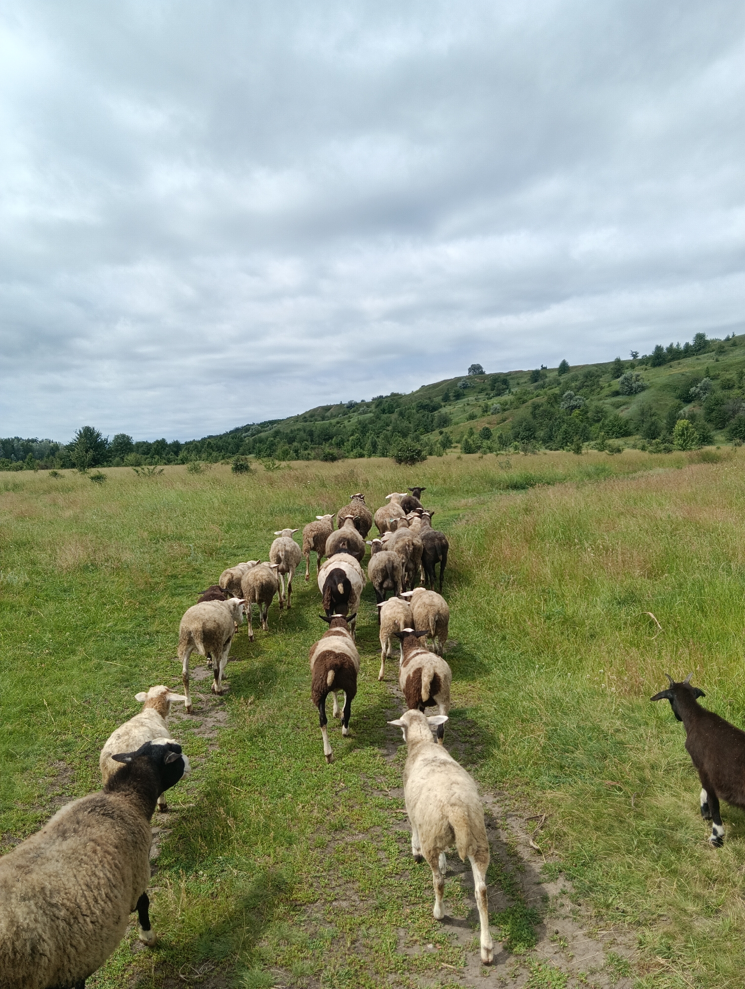 Mixed flock of sheep and goats grazing near rural bridge