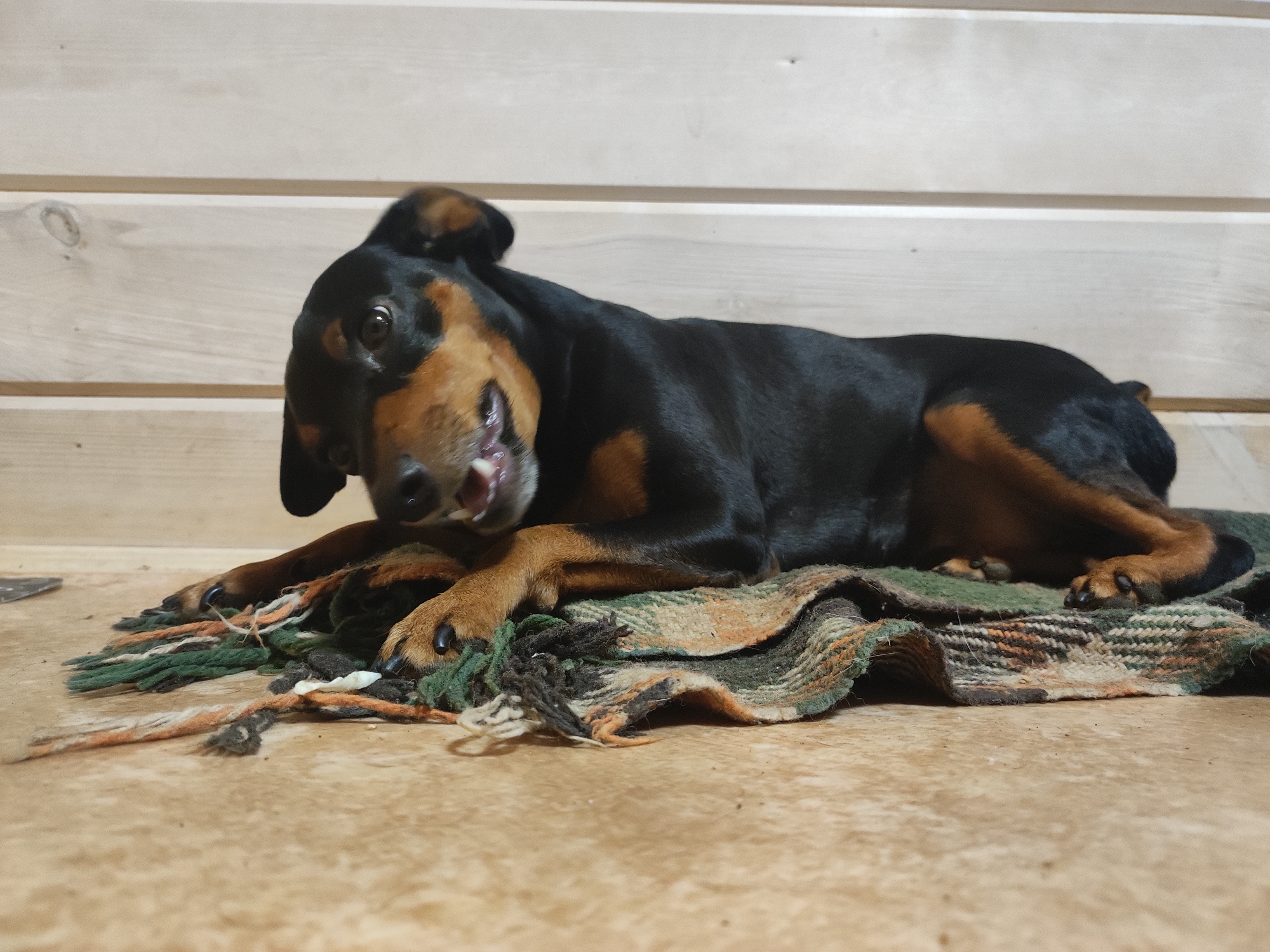 Miniature Pinscher hangs out at home in Alabino