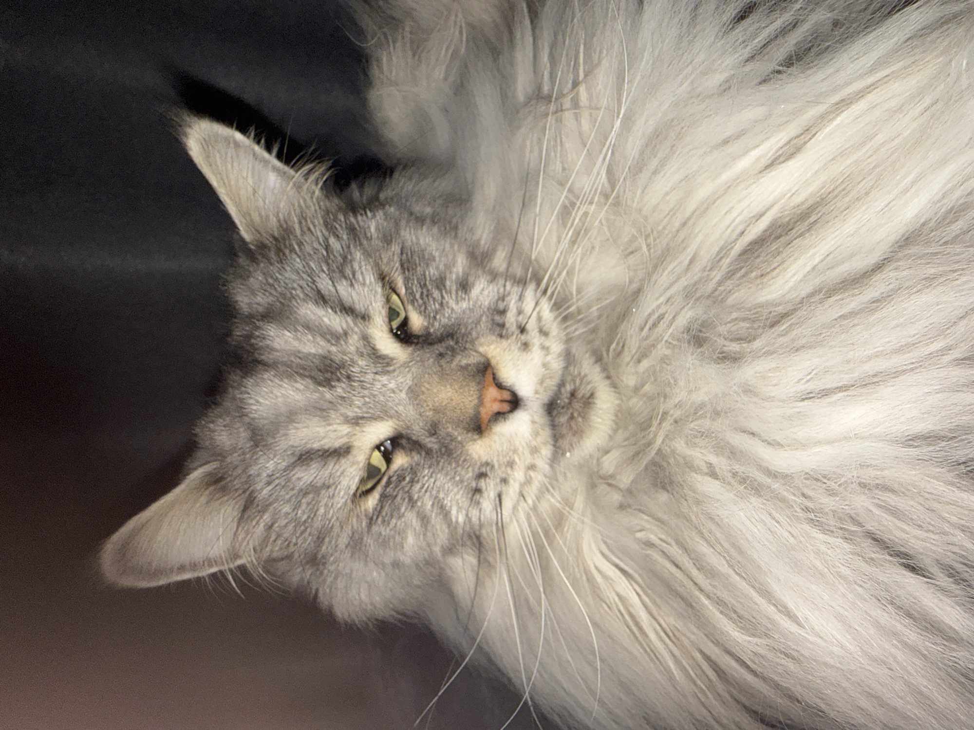 Maine Coon cat photographed in close-up in Haskovo, Bulgaria