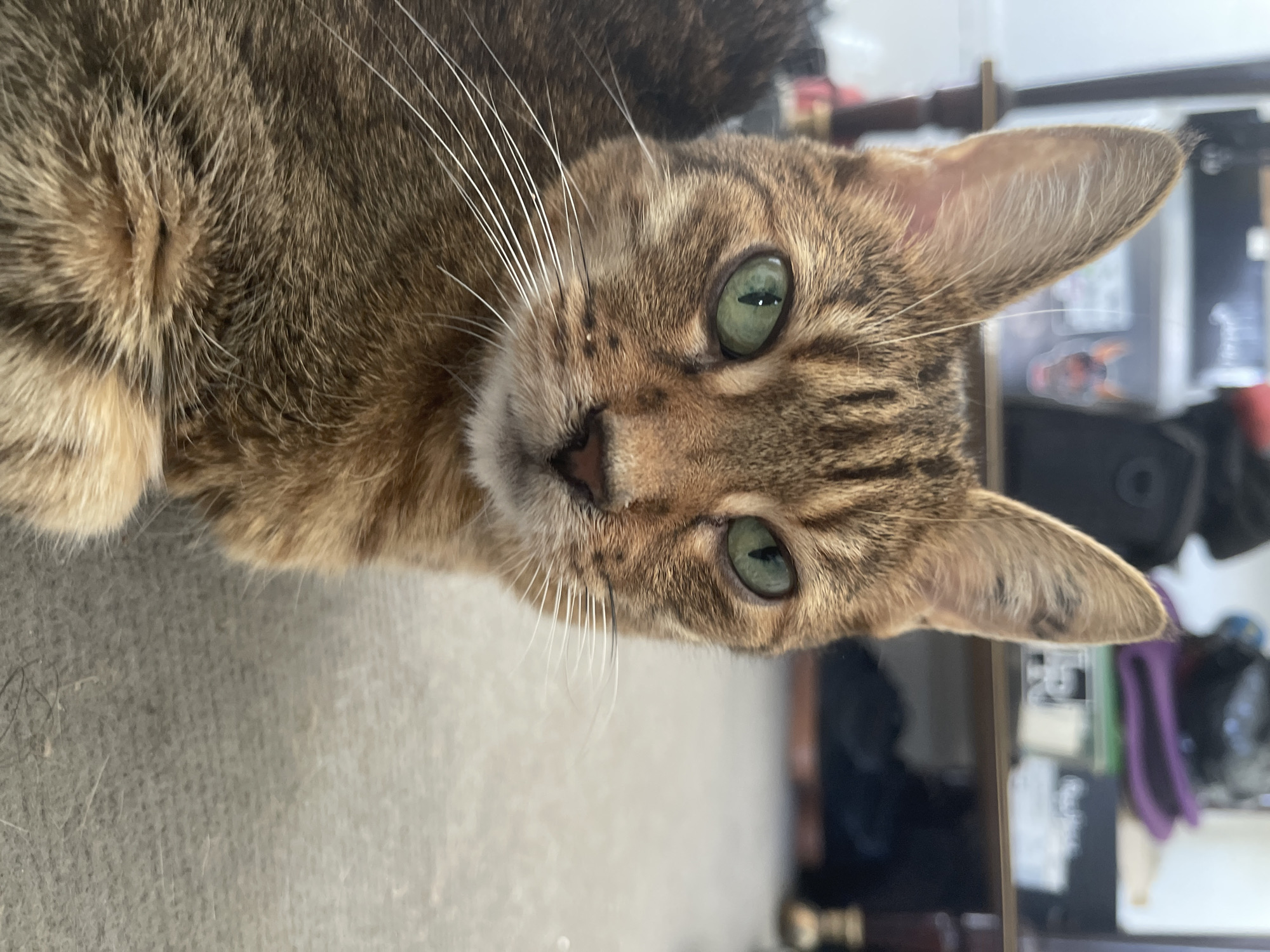 Tabby cat with green eyes, photographed from multiple angles in Paris