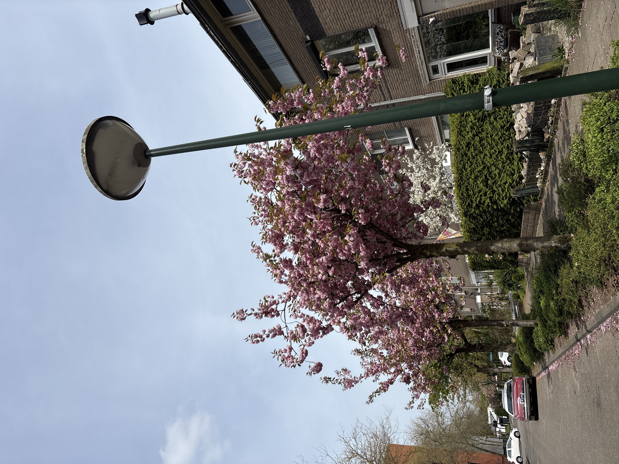 Spring blossoms and vintage car spotted on Veghel street
